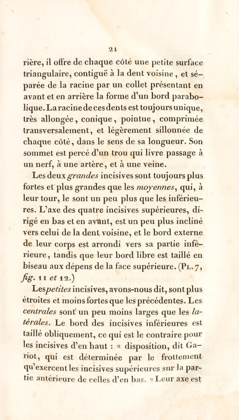 ‘21 rière, il offre de chaque côlé une petite surface triangulaire, contiguë à la dent voisine , et sé¬ parée de la racine par un collet présentant en avant et en arrière la forme d’un bord parabo¬ lique.Laracinedecesdents est toujoursunique, très allongée, conique , pointue , comprimée transversalement, et légèrement sillonnée de chaque côté, dans le sens de sa longueur. Son sommet est percé d’un trou qui livre passage à un nerf, à une artère, et à une veine. Les deux grandes incisives sont toujours plus fortes et plus grandes que les moyennes, qui, à leur tour, le sont un peu plus que les inférieu¬ res. L’axe des quatre incisives supérieures, di¬ rigé en bas et en avant, est un peu plus incliné vers celui de la dent voisine, et le bord externe de leur corps est arrondi vers sa partie infé¬ rieure, tandis que leur bord libre est taillé en biseau aux dépens de la face supérieure. (Pl. 7, fig. 11 et 12.) Lespetites incisives, avons-nous dit, sont plus étroites et moins fortes que les précédentes. Les centrales sont un peu moins larges que les la¬ térales. Le bord des incisives inférieures est taillé obliquement, ce qui est le contraire pour les incisives d’en baut : « disposition, dit Ga- iiot, qui est déterminée par le frottement qu’exercent les incisives supérieures sur la par¬ tie antérieure de celles d’en bas. » Leur axe est