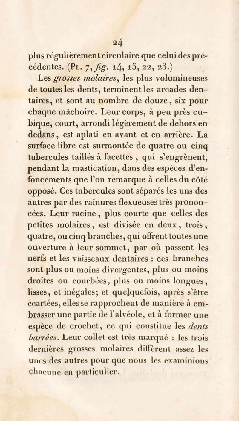 plus régulièrement circulaire que celui des pré¬ cédentes. (Pl. hfig. i4, i5, 22, 23.) Les grosses molaires, les plus volumineuses de toutes les dents, terminent les arcades den¬ taires, et sont au nombre de douze, six pour chaque mâchoire. Leur corps, à peu près cu¬ bique, court, arrondi légèrement de dehors en dedans, est aplati en avant et en arrière. La surface libre est surmontée de quatre ou cinq tubercules taillés à facettes , qui s’engrènent, pendant la mastication, dans des espèces d’en¬ foncements que l’on remarque à celles du côté opposé. Ces tubercules sont séparés les uns des autres par des rainures flexueuses très pronon¬ cées. Leur racine, plus courte que celles des petites molaires, est divisée en deux, trois, quatre, ou cinq branches, qui offrent toutes une ouverture à leur sommet, par où passent les nerfs et les vaisseaux dentaires : ces branches sont plus ou moins divergentes, plus ou moins droites ou courbées, plus ou moins longues, lisses, et inégales; et quelquefois, après s’être écartées, elles se rapprochent de manière à em¬ brasser une partie de l’alvéole, et à former une espèce de crochet, ce qui constitue les dents barrées. Leur collet est très marqué : les trois dernières grosses molaires diffèrent assez les unes des autres pour que nous les examinions chacune en particulier.