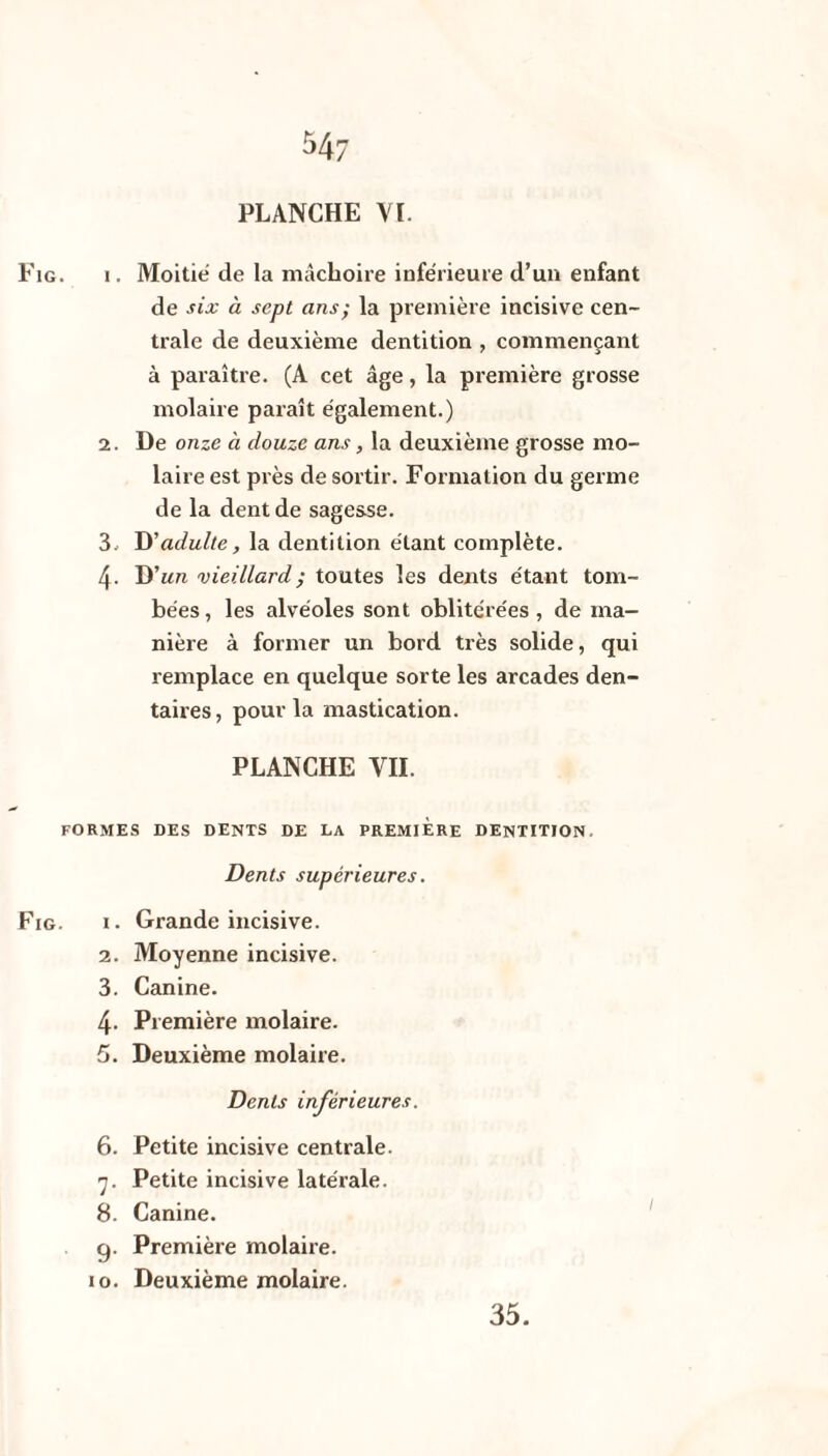 PLANCHE VI. Fig. i. Moitié de la mâchoire inférieure d’un enfant de six à sept ans ; la première incisive cen¬ trale de deuxième dentition , commençant à paraître. (A cet âge, la première grosse molaire paraît également.) 2. De onze à douze ans, la deuxième grosse mo¬ laire est près de sortir. Formation du germe de la dent de sagesse. 3. D'adulte, la dentition étant complète. 4- D'un vieillard ; toutes les dents étant tom¬ bées , les alvéoles sont oblitérées , de ma¬ nière à former un bord très solide, qui remplace en quelque sorte les arcades den¬ taires, pour la mastication. PLANCHE VII. FORMES DES DENTS DE LA PREMIERE DENTITION. Dents supérieures. Fig. i. Grande incisive. 2. Moyenne incisive. 3. Canine. 4- Première molaire. 5. Deuxième molaire. Dents inférieures. 6. Petite incisive centrale. 7. Petite incisive latérale. 8. Canine. 9. Première molaire. 10. Deuxième molaire. 1 35.