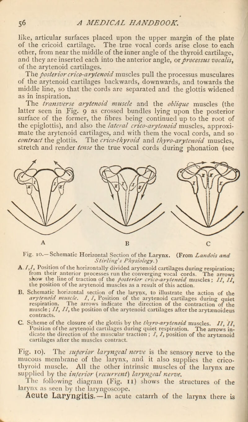 like, articular surfaces placed upon the upper margin of the plate of the cricoid cartilage. The true vocal cords arise close to each other, from near the middle of the inner angle of the thyroid cartilage, and they are inserted each into the anterior angle, or processus vocalis, of the arytenoid cartilages. The posterior crico-arylenoid muscles pull the processus musculares of the arytenoid cartilages backwards, downwards, and towards the middle line, so that the cords are separated and the glottis widened as in inspiration. The transverse arytenoid muscle and the oblique muscles (the latter seen in Fig. 9 as crossed bundles lying upon the posterior surface of the former, the fibres being continued up to the root of the epiglottis), and also the lateral crico-arytenoid muscles, approxi¬ mate the arytenoid cartilages, and with them the vocal cords, and so contract the glottis. The crico-thyroid and thyro-arytenoid muscles, stretch and render tense the true vocal cords during phonation (see Fig. 10.—Schematic Horizontal Section of the Larynx. (From Landois and Stirling's Physiology.) A. /,/, Position of the horizontally divided arytenoid cartilages during respiration; from their anterior processes run the converging vocal cords. The arrows show the line of traction of the posterior crico-arytenoid muscles ; II, II, the position of the arytenoid muscles as a result of this action. B. Schematic horizontal section of the larynx, to illustrate the action of the arytenoid muscle. I, I, Position of the arytenoid cartilages during quiet respiration. The arrows indicate the direction of the contraction of the muscle ; II, II, the position of the arytenoid cartilages after the arytaenoideus contracts. C. Scheme of the closure of the glottis by the thyro-arytenoid muscles. II, II, Position of the arytenoid cartilages during quiet respiration. The arrows in¬ dicate the direction of the muscular traction ; I, I, position of the arytamoid cartilages after the muscles contract. Fig. 10). The superior laryngeal nerve is the sensory nerve to the mucous membrane of the larynx, and it also supplies the crico¬ thyroid muscle. All the other intrinsic muscles of the larynx are supplied by the inferior (recurrent) laryngeal nerve. The following diagram (Fig. 11) shows the structures of the larynx as seen by the laryngoscope. Acute Laryngitis. —In acute catarrh of the larynx there is