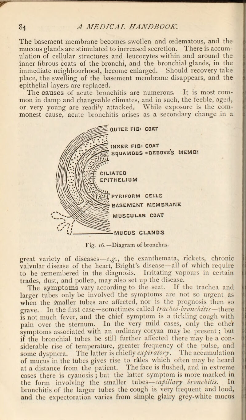 The basement membrane becomes swollen ancl oedematous, and the mucous glands are stimulated to increased secretion. There is accum¬ ulation of cellular structures and leucocytes within and around the inner fibrous coats of the bronchi, and the bronchial glands, in the immediate neighbourhood, become enlarged. Should recovery take place, the swelling of the basement membrane disappears, and the epithelial layers are replaced. The causes of acute bronchitis are numerous. It is most com¬ mon in damp and changeable climates, and in such, the feeble, aged, or very young are readi'y attacked. While exposure is the com¬ monest cause, acute bronchitis arises as a secondary change in a Fig. 16.—Diagram of bronchus. great variety of diseases—e.g., the exanthemata, rickets, chronic valvular disease of the heart, Bright’s disease—all of which require to be remembered in the diagnosis. Irritating vapours in certain trades, dust, and pollen, may also set up the disease. The symptoms vary according to the seat. If the trachea and larger tubes only be involved the symptoms are not so urgent as when the Smaller tubes are affected, nor is the prognosis then so grave. In the first case—sometimes called tracheo-hr ouch it is—there is not much fever, and the chief symptom is a tickling cough with I pain over the sternum. In the very mild cases, only the otheV symptoms associated with an ordinary coryza may be present; but if the bronchial tubes be still further affected there may be a con¬ siderable rise of temperature, greater frequency of the pulse, and some dyspnoea. The latter is chiefly expiratory. The accumulation of mucus in the tubes gives rise to 1 files which often may be heard at a distance from the patient. The face is flushed, and in extreme cases there is cyanosis ; but the latter symptom is more marked in the form involving the smaller tubes—capillary bronchitis. In bronchitis of the larger tubes the cough is very frequent and loud, and the expectoration varies from simple glairy grey-white mucus