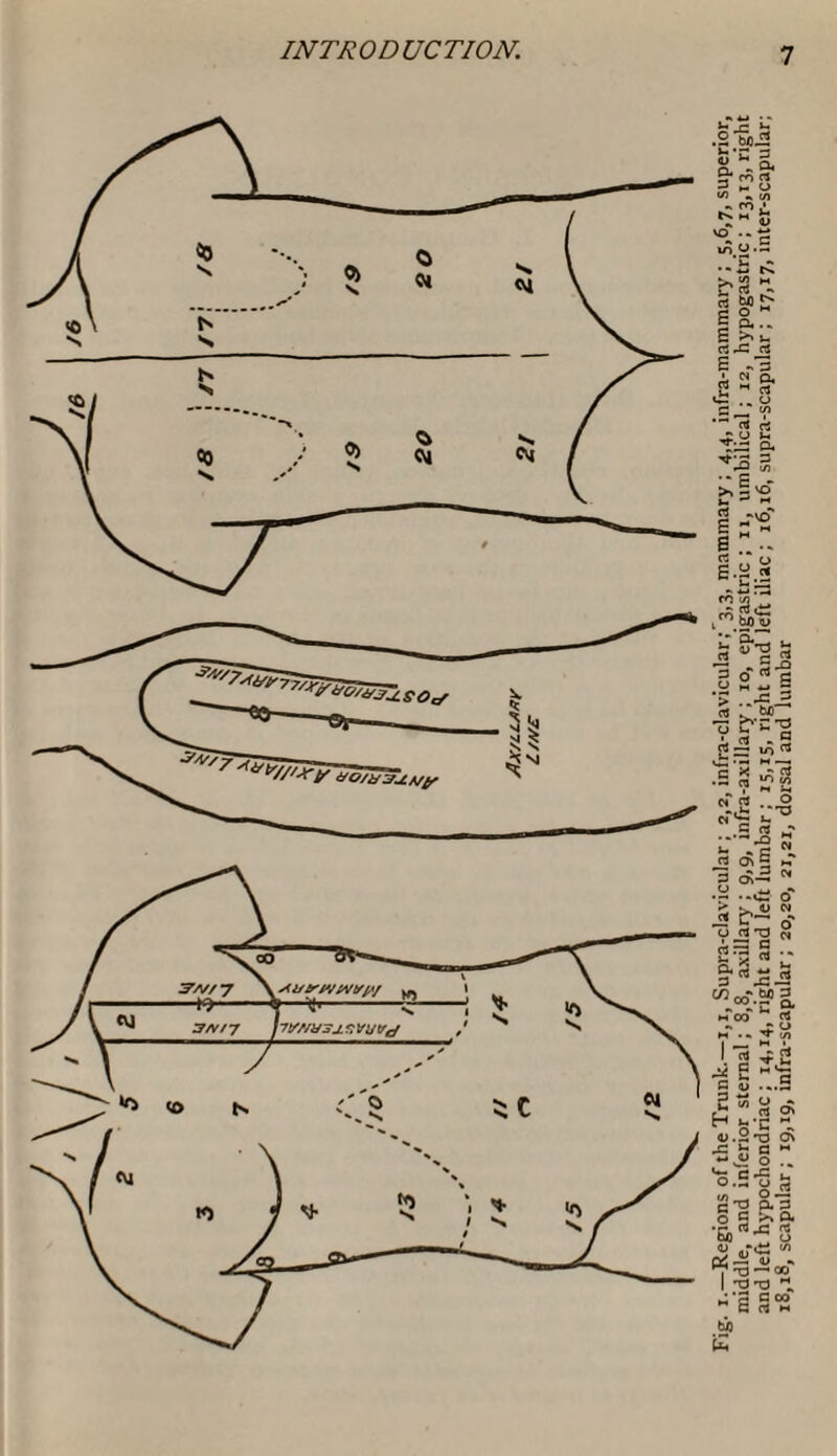 Fig. i.—Regions of the Trunk.—1,1, Supra-clavicular; 2,2, infra-clavicular ,'3,3, mammary; 4,4, infra-mammary; 5,6,7, superior, middle, and inferior sternal; 8,8, axillary ; 9,9, infra-axillary ; 10, epigastric; 11, umbilical; 12, hypogastric; 13,13, right and left hypochondriac ; 14,14, right and left lumbar ; 15,15, right and left iliac; 16,16, supra-scapular ; 17,17, inter-scapular; 18,18, scapular; 19,19, infra-scapular; 20,20, 21,21, dorsal and lumbar