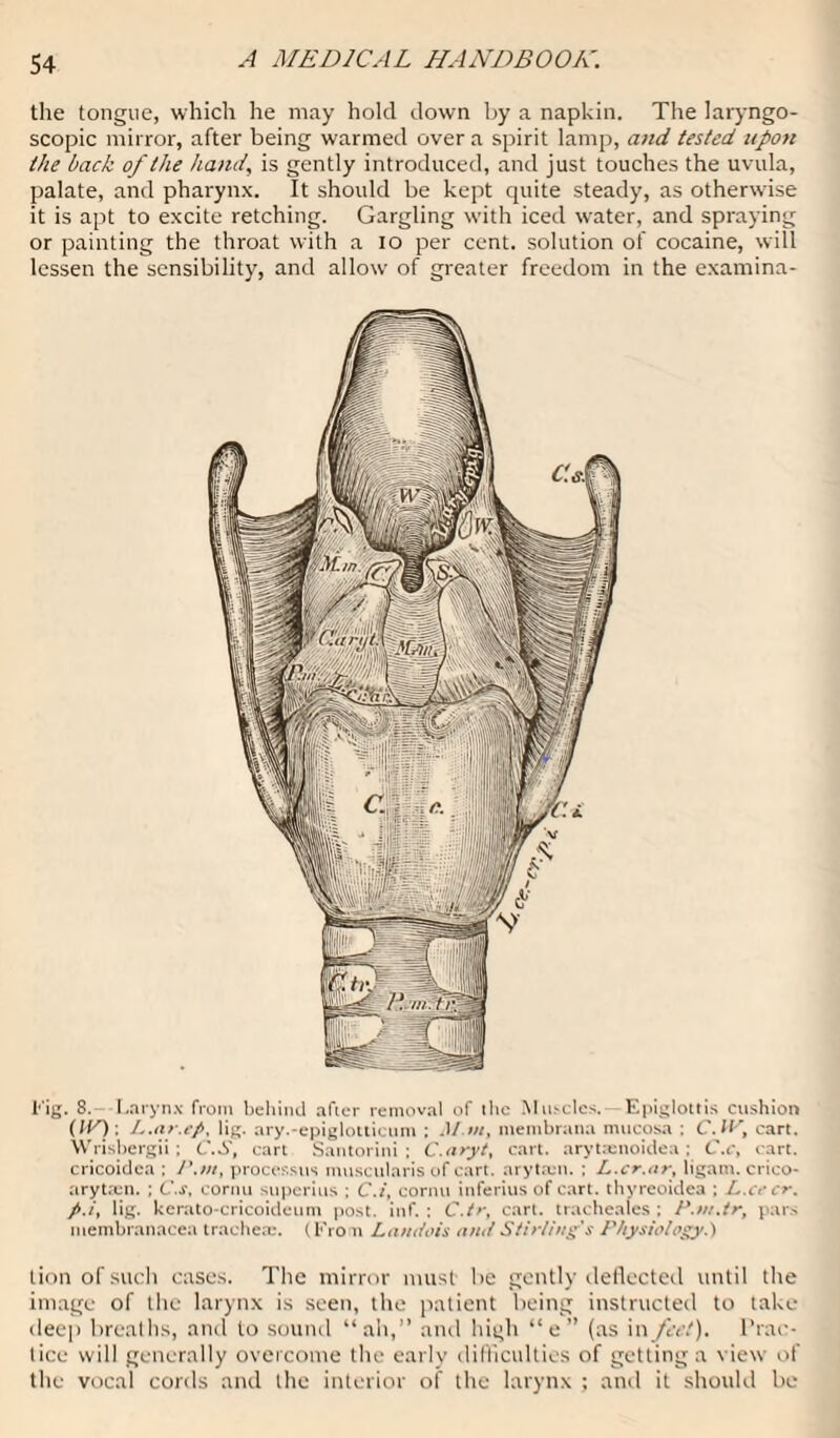 the tongue, which he may hold down by a napkin. The laryngo- scopic mirror, after being warmed over a spirit lamp, and tested upon the back of the hand, is gently introduced, and just touches the uvula, palate, and pharynx. It should be kept quite steady, as otherwise it is apt to excite retching. Gargling with iced water, and spraying or painting the throat with a io per cent, solution of cocaine, will lessen the sensibility, and allow of greater freedom in the examina- Fig. S. -Larynx from behind after removal of the Muscles.- Epiglottis cushion (IP): L.ar.ep, lig. ary.-epiglotticum : Mm, membrana mucosa : C. IF, cart. Wrisbergii ; C. S, cart Santorini; C.aryt, cart, arytaenoidea; C.c, cart, cricoidea : P.tn, processus muscularis of cart, arytren. ; L.cr.ar, ligam. crico- aryt.-cn. ; C.s, cornu superius ; C.i, cornu inferius of cart, thvreoidea ; L.cecr. p.i, lig. kerato-cricoideum post. inf. ; C.tr, cart, tracheales ; P.ni.tr, pars membranacea tracheae. (From Landois and Stirling's Physiology.') lion of such cases. The mirror must be gently deflected until the image of the larynx is seen, the patient being instructed to take deep breaths, and to sound “ah,” and high “e” (as in feet). Prac¬ tice will generally overcome the early difficulties of getting a view of the vocal cords and the interior of the larynx ; and it should be