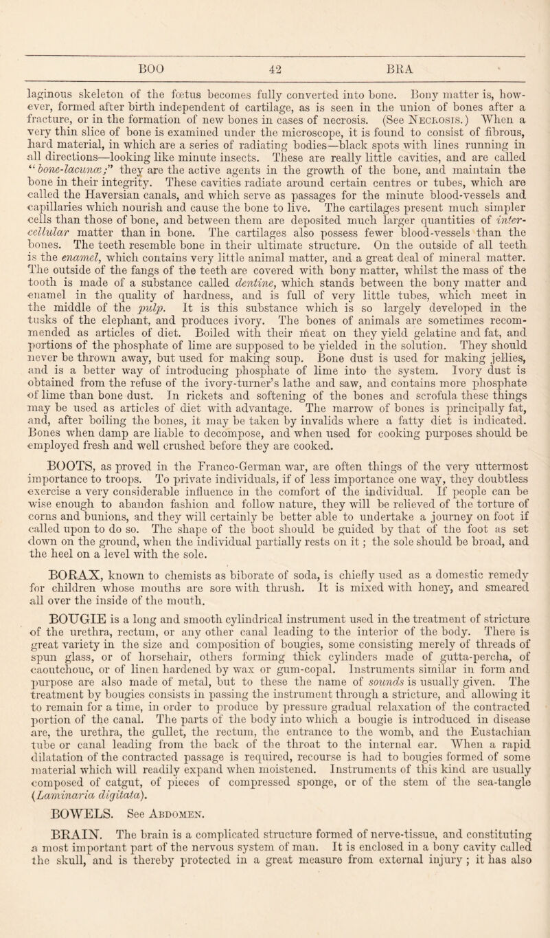 laginous skeleton of tlie foetus becomes fully converted into bone. Bony matter is, how¬ ever, formed after birth independent of cartilage, as is seen in the union of bones after a fracture, or in the formation of new bones in cases of necrosis. (See Necrosis.) When a very thin slice of bone is examined under the microscope, it is found to consist of fibrous, hard material, in which are a series of radiating bodies—black spots with lines running in all directions—looking like minute insects. These are really little cavities, and are called “ bone-lacunae/' they are the active agents in the growth of the bone, and maintain the bone in their integrity. These cavities radiate around certain centres or tubes, which are called the Haversian canals, and which serve as passages for the minute blood-vessels and capillaries which nourish and cause the bone to live. The cartilages present much simpler cells than those of bone, and between them are deposited much larger quantities of inter¬ cellular matter than in bone. The cartilages also possess fewer blood-vessels than the bones. The teeth resemble bone in their ultimate structure. On the outside of all teeth is the enamel, which contains very little animal matter, and a great deal of mineral matter. The outside of the fangs of the teeth are covered with bony matter, whilst the mass of the tooth is made of a substance called dentine, which stands between the bony matter and enamel in the quality of hardness, and is full of very little tubes, which meet in the middle of the pulp. It is this substance which is so largely developed in the tusks of the elephant, and produces ivory. The bones of animals are sometimes recom¬ mended as articles of diet. Boiled with their meat on they yield gelatine and fat, and portions of the phosphate of lime are supposed to be yielded in the solution. They should never be thrown away, but used for making soup. Bone dust is used for making jellies, and is a better way of introducing phosphate of lime into the system. Ivory dust is obtained from the refuse of the ivory-turner’s lathe and saw, and contains more phosphate of lime than bone dust. In rickets and softening of the bones and scrofula these tilings may be used as articles of diet with advantage. The marrow of bones is principally fat, and, after boiling the bones, it may be taken by invalids where a fatty diet is indicated. Bones wdien damp are liable to decompose, and when used for cooking purposes should be employed fresh and well crushed before they are cooked. BOOTS, as proved in the Franco-German war, are often things of the very uttermost importance to troops. To private individuals, if of less importance one way, they doubtless exercise a very considerable influence in the comfort of the individual. If people can be wise enough to abandon fashion and follow nature, they will be relieved of the torture of corns and bunions, and they will certainly be better able to undertake a journey on foot if called upon to do so. The shape of the boot should be guided by that of the foot as set down on the ground, wdien the individual partially rests on it; the sole should be broad, and the heel on a level with the sole. BORAX, known to chemists as biborate of soda, is chiefly used as a domestic remedy for children wdiose mouths are sore with thrush. It is mixed with honey, and smeared all over the inside of the mouth. BOUGIE is a long and smooth cylindrical instrument used in the treatment of stricture of the urethra, rectum, or any other canal leading to the interior of the body. There is great variety in the size and composition of bougies, some consisting merely of threads of spun glass, or of horsehair, others forming thick cylinders made of gutta-percha, of caoutchouc, or of linen hardened by wax or gum-copal. Instruments similar in form and purpose are also made of metal, but to these the name of sounds is usually given. The treatment by bougies consists in passing the instrument through a stricture, and allowing it to remain for a time, in order to produce by pressure gradual relaxation of the contracted portion of the canal. The parts of the body into which a bougie is introduced in disease are, the urethra, the gullet, the rectum, the entrance to the womb, and the Eustachian tube or canal leading from the back of the throat to the internal ear. When a rapid dilatation of the contracted passage is required, recourse is had to bougies formed of some material which will readily expand when moistened. Instruments of this kind are usually composed of catgut, of pieces of compressed sponge, or of the stem of the sea-tangle (Laminaria digitata). BOWELS. See Abdomen. BRAIN. The brain is a complicated structure formed of nerve-tissue, and constituting a most important part of the nervous system of man. It is enclosed in a bony cavity called the skull, and is thereby protected in a great measure from external injury ; it has also