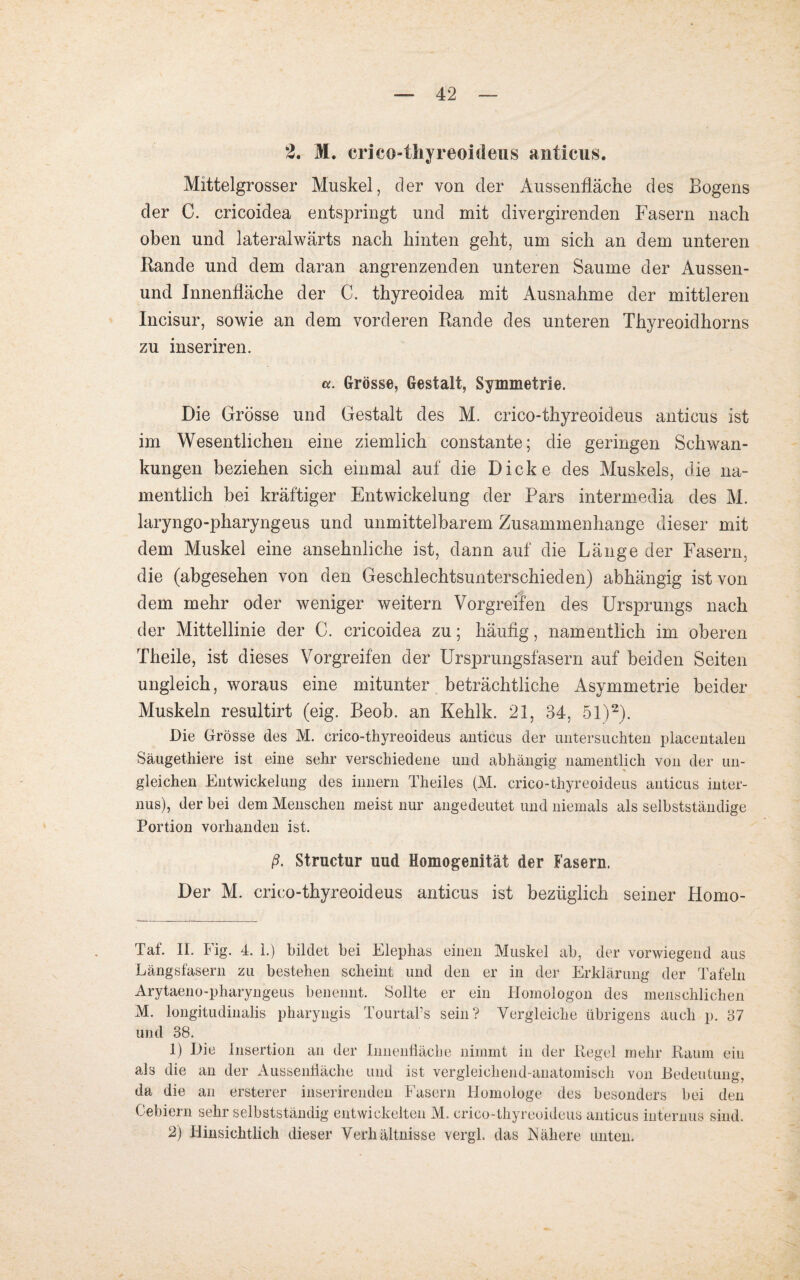 2. M. crico-thyreoideus antieus. Mittelgrosser Muskel, der von der Aussenfläche des Bogens der C. cricoidea entspringt und mit divergirenden Fasern nach oben und lateralwärts nach hinten geht, um sich an dem unteren Rande und dem daran angrenzenden unteren Saume der Aussen- und Innenfläche der C. thyreoidea mit Ausnahme der mittleren Incisur, sowie an dem vorderen Rande des unteren Thyreoidhorns zu inseriren. a. Grösse, Gestalt, Symmetrie. Die Grösse und Gestalt des M. crico-thyreoideus antieus ist im Wesentlichen eine ziemlich constante; die geringen Schwan¬ kungen beziehen sich einmal auf die Dicke des Muskels, die na¬ mentlich bei kräftiger Entwickelung der Pars intermedia des M. laryngo-pharyngeus und unmittelbarem Zusammenhänge dieser mit dem Muskel eine ansehnliche ist, dann auf die Länge der Fasern, die (abgesehen von den Geschlechtsunterschieden) abhängig ist von dem mehr oder weniger weitern Vorgreifen des Ursprungs nach der Mittellinie der C. cricoidea zu; häufig, namentlich im oberen Theile, ist dieses Vorgreifen der Ursprungsfasern auf beiden Seiten ungleich, woraus eine mitunter beträchtliche Asymmetrie beider Muskeln resultirt (eig. Beob. an Kehlk. 21, 34, 51)* 1 2). Die Grösse des M. crico-thyreoideus antieus der untersuchten placentalen Säugethiere ist eine sehr verschiedene und abhängig namentlich von der un¬ gleichen Entwickelung des innern Theiles (M. crico-thyreoideus antieus inter¬ nus), der bei dem Menschen meist nur angedeutet und niemals als selbstständige Portion vorhanden ist. ß. Structur uud Homogenität der fasern. Der M. crico-thyreoideus antieus ist bezüglich seiner Plomo- Tat. II. big. 4. 1.) bildet bei Elephas einen Muskel ab, der vorwiegend aus Längsfasern zu bestehen scheint und den er in der Erklärung der Tafeln Arytaeno-pharyngeus benennt. Sollte er ein Homologon des menschlichen M. longitudinalis pharyngis Tourtal’s sein? Vergleiche übrigens auch p. 37 und 38. 1) Die Insertion an der Innenfläche nimmt in der Kegel mehr Raum ein als die an der Aussenfläche und ist vergleichend-anatomisch von Bedeutung, da die an ersterer inserirenden Fasern Homologe des besonders bei den Cebiern sehr selbstständig entwickelten M. crico-thyreoideus antieus internus sind. 2) Hinsichtlich dieser Verhältnisse vergl. das Nähere unten.