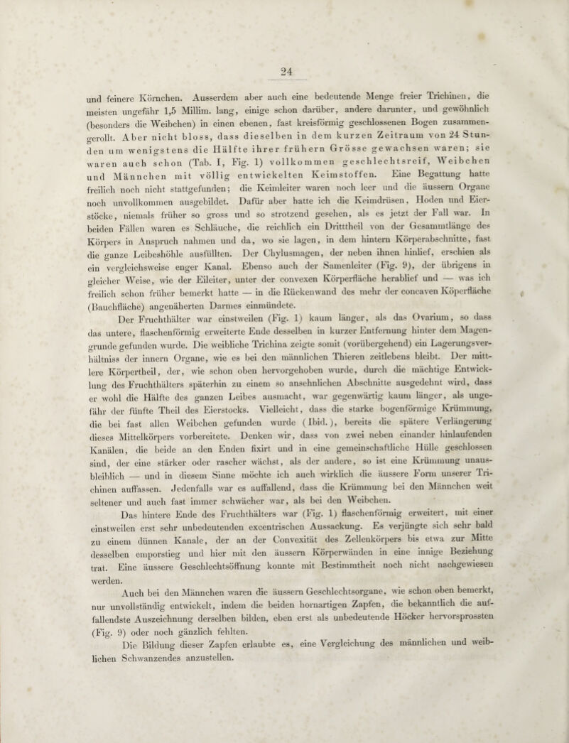 und feinere Körnchen. Ausserdem aber auch eine bedeutende Menge freier Trichinen, die meisten ungefähr 1,5 Millim. lang, einige schon darüber, andere darunter, und gewöhnlich (besonders die Weibchen) in einen ebenen, fast kreisförmig geschlossenen Bogen zusammen- o-erollt. Aber nicht bloss, dass dieselben in dem kurzen Zeitraum von 24 Stun¬ den um wenigstens die Hälfte ihrer frühem Grösse gewachsen waren; sie waren auch schon (Tab. I, Fig. 1) vollkommen geschlechtsreif, Weibchen und Männchen mit völlig entwickelten Keimstoffen. Eine Begattung hatte freilich noch nicht stattgefunden; die Keimleiter waren noch leer und die äussern Organe noch unvollkommen ausgebildet. Dafür aber hatte ich die Keimdrüsen, Hoden und Eier¬ stöcke, niemals früher so gross und so strotzend gesehen, als es jetzt der Fall war. ln beiden Fällen waren es Schläuche, die reichlich ein Dritttheil von der Gesammtlänge des Körpers in Anspruch nahmen und da, wo sie lagen, in dem hintern Körperabschnitte, fast die wanze Leibeshöhle ausfüllten. Der Chylusmagen, der neben ihnen hinlief, erschien als ein vergleichsweise enger Kanal. Ebenso auch der Samenleiter (Fig. 9), der übrigens in gleicher Weise, wie der Eileiter, unter der convexen Körperfläche herablief und — was ich freilich schon früher bemerkt hatte — in die Rückenwand des mehr der concaven Köperfläche (Bauchfläche) angenäherten Darmes einmündete. Der Fruchthälter war einstweilen (Fig. 1) kaum länger, als das Ovarium, so dass das untere, flaschenförmig erweiterte Ende desselben in kurzer Entfernung hinter dem Magen¬ grunde gefunden wurde. Die weibliche Trichina zeigte somit (vorübergehend) ein Lagerungsver- hältniss der innern Organe, wie es bei den männlichen Thieren zeitlebens bleibt. Der mitt¬ lere Ivörpertheil, der, wie schon oben hervorgehoben wurde, durch die mächtige Entwick¬ lung des Fruchthälters späterhin zu einem so ansehnlichen Abschnitte ausgedehnt wird, dass er wohl die Hälfte des ganzen Leibes ausmacht, war gegenwärtig kaum länger, als unge¬ fähr der fünfte Theil des Eierstocks. Vielleicht, dass die starke bogenförmige Krümmung, die bei fast allen Weibchen gefunden wurde (Ibid.), bereits die spätere Verlängerung dieses Mittelkörpers vorbereitete. Denken wir, dass von zwei neben einander hinlaufenden Kanälen, die beide an den Enden fixirt und in eine gemeinschaftliche Hülle geschlossen sind, der eine stärker oder rascher wächst, als der andere, so ist eine Krümmung unaus¬ bleiblich _ und in diesem Sinne möchte ich auch wirklich die äussere Form unserer Tri¬ chinen auffassen. Jedenfalls war es auffallend, dass die Krümmung bei den Männchen weit seltener und auch fast immer schwächer war, als bei den Weibchen. Das hintere Ende des Fruchthälters war (Fig. 1) flaschenförmig erweitert , mit einer einstweilen erst sehr unbedeutenden excentrischen Aussackung. Es verjüngte sich sehr bald zu einem dünnen Kanäle, der an der Convexität des Zellenkörpers bis etwa zur Mitte desselben emporstieg und hier mit den äussern Körperwänden in eine innige Beziehung trat. Eine äussere Geschlechtsöffnung konnte mit Bestimmtheit noch nicht nachgewiesen werden. Auch bei den Männchen waren die äussern Geschlechtsorgane, wie schon oben bemerkt, nur unvollständig entwickelt, indem die beiden hornartigen Zapfen, die bekanntlich die auf¬ fallendste Auszeichnung derselben bilden, eben erst als unbedeutende Höcker hervorsprossten (Fig. 9) oder noch gänzlich fehlten. Die Bildung dieser Zapfen erlaubte es, eine Vergleichung des männlichen und weib¬ lichen Schwanzendes anzustellen.