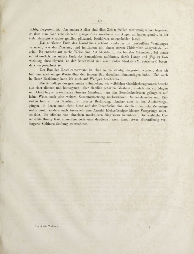 richtig dargestellt ist. An andern Stellen sind diese Zellen freilich sehr wenig scharf begrenzt, so dass man dann eine einfache glasige Substanzschicht vor Augen zu haben glaubt, in der sich höchstens einzelne gelblich glänzende Fettkörner unterscheiden lassen. Das allerletzte Ende des Darmkanals scheint wiederum mit muskulösen Wandungen Ö versehen, wie der Pharynx, und im Innern mit einem zarten Chitinrohre ausgekleidet zu sein. Es entsteht auf solche Weise eine Art Mastdarm, der bei den Männchen, bei denen er bekanntlich das untere Ende des Samenleiters aufnimmt, durch Länge und (Fig. 9) Ent¬ wicklung eines eigenen, an der Bauch wand sich inserirenden Muskels (M. retractor?) beson¬ ders ausgezeichnet ist. Der Bau der Geschlechtsorgane ist oben so vollständig dargestellt worden, dass ich hier nur noch einige Worte über den feinem Bau derselben hinzuzufügen habe. Und auch in dieser Beziehung kann ich mich auf Weniges beschränken. Die Grundlage des gesammten männlichen, wie weiblichen Geschlechtsapparates besteht aus einer dünnen und homogenen, aber ziemlich scharfen Glashaut, ähnlich der am Magen und Oesophagus erkennbaren äussern Membran. An den Geschlechtsdrüsen gelingt es auf keine Weise noch eine Aveitere Zusammensetzung nachzuweisen: Samenelemente und Eier stehen hier mit der Glashaut in directer Berührung. Anders aber in den Ausführung- gängen, in denen man nicht bloss auf der Innenfläche eine ziemlich deutliche Zellenlage O wahrnimmt, sondern auch äusserlich eine Anzahl höckerförmiger kleiner Vorsprünge unter¬ scheidet, die offenbar von einzelnen muskulösen Ringfasern herrühren. Die weibliche Ge¬ schlechtsöffnung lässt ausserdem noch eine deutliche, nach innen etwas röhrenförmig ver- längerte Chitinauskleidung wahrnehmen. Leuckart, Trichinen. •7