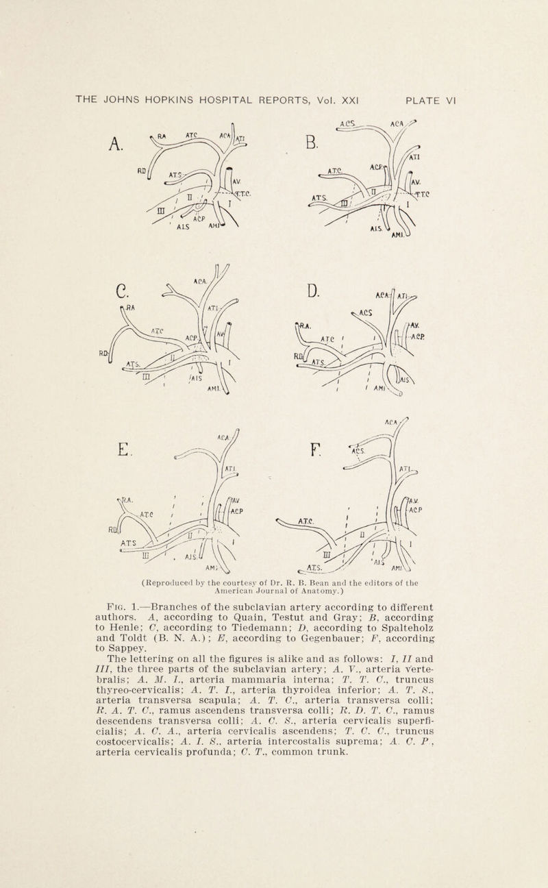 (Reproduced by the courtesy of Dr. R. B. Bean and the editors of the American Journal of Anatomy.) Fig. 1.—Branches of the subclavian artery according to different authors. A, according to Quain, Testut and Gray; B, according to Henle; C, according to Tiedemann; B, according to Spalteholz and Toldt (B. N. A.); E, according to Gegenbauer; F, according to Sappey. The lettering on all the figures is alike and as follows: I, II and III, the three parts of the subclavian artery; A. Y., arteria verte- bralis; A. M. I., arteria mammaria interna; T. T. G., truncus thyreo-cervicalis; A. T. I., arteria thyroidea inferior; A. T. S., arteria transversa scapula; A. T. C., arteria transversa colli; R. A. T. C., ramus ascendens transversa colli; R. D. T. C., ramus descendens transversa colli; A. G. S., arteria cervicalis superfi- cialis; A. G. A., arteria cervicalis ascendens; T. G. G., truncus costocervicalis; A. I. B., arteria intercostalis suprema; A. G. P , arteria cervicalis profunda; G. T., common trunk.