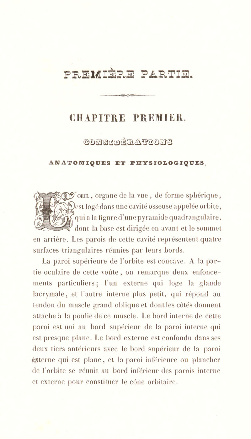 PI. iflta cte CHAPITRE PREMIER. ANATOMIQUES ET PHYSIOLOGIQUES. :iL, organe de la vue , de forme sphérique, . logé dans une eavité osseuse appelée orbite, i a la figure d’une pyramide quadrangulaire, ut la base est dirigée eu avant et le sommet eu arrière. Les parois de cette cavité représentent quatre surfaces triangulaires réunies par leurs bords. La paroi supérieure de l’orbite est concave. A la par- tie oculaire de cette voûte, on remarque deux enfonce- ments particuliers ; l’un externe qui loge la glande lacrymale, et l’autre interne plus petit, qui répond au tendon du muscle grand oblique et dont les côtés donnent attache à la poulie de ce muscle. Le bord interne de cette paroi est uni au bord supérieur de la paroi interne qui est presque plane. Le bord externe est confondu dans ses deux tiers antérieurs avec le bord supérieur de la paroi é^terne qui est plane, et la paroi inférieure ou plancher de l’orbite se réunit au bord inférieur des parois interne et externe pour constituer le cône orbitaire.