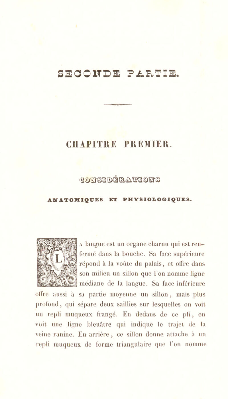 SECOITDS PARTIS CHAPITRE PREMIER ANATOMIQUES ET PHYSIOLOGIQUES. A langue est un organe charnu qui est ren- fermé dans la bouche. Sa face supérieure répond h la voûte du palais, et olîre dans son milieu un sillon que l’on nomme ligne médiane de la langue. Sa face inférieure offre aussi à sa partie moyenne un sillon, mais plus profond, qui sépare deux saillies sur lesquelles on voit un repli muqueux frangé. En dedans de ce pli, on voit une ligne bleuâtre qui indique le trajet de la veine ranine. En arrière, ce sillon donne attache à un repli muqueux de forme triangulaire que l’on nomme