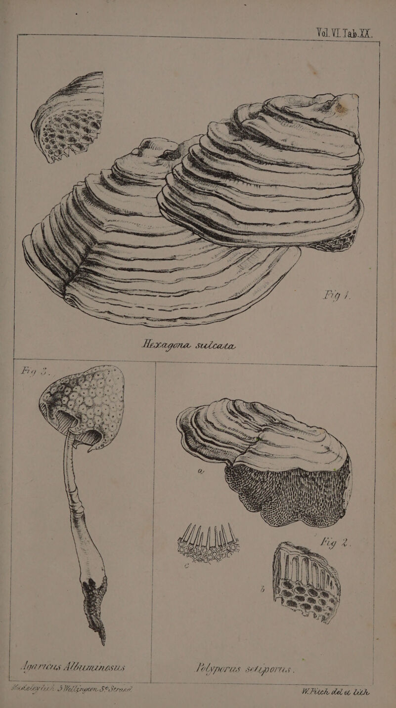 I p&gt; ra aoe : yIF7 f, : Ties SALLPOIILS . Lyarics Albuminosus | Solypore ip L ae Se