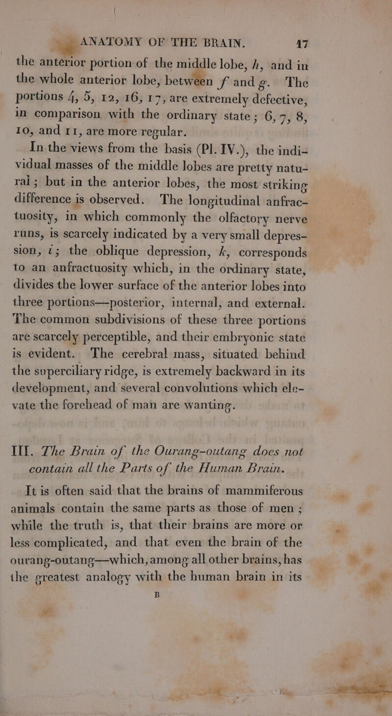 the anterior portion of the middle lobe, h, and in the whole anterior lobe, between fandg. The portions 4, 5, 12, 16, 17, are extremely defective, in comparison with the ordinary state; 6,7, 8, 10, and 11, are more regular. In the views from the basis (PI. IV.), the indi- vidual masses of the middle lobes are pretty natu- rai; but in the anterior lobes, the most striking difference is observed. The longitudinal anfrac- tuosity, in which commonly the olfactory nerve sion, 2; the oblique depression, k, corresponds to an anfractuosity which, in the ordinary state, divides the lower surface of the anterior lobes into three portions—posterior, internal, and external. The common subdivisions of these three portions are scarcely perceptible, and their embryonic state is evident. The cerebral mass, situated behind the superciliary ridge, is extremely backward in its development, and several convolutions which ele- vate the forehead of man are wanting. Ill. The Brain of the Ourang-outang does not contain ail the Parts of the Human Brain. It is often said that the brains of mammiferous animals contain the same parts as those of men ; while the truth is, that their brains are more or less complicated, and that even the brain of the ourang-outang—which, among all other brains, has the greatest analogy with the human brain in its B