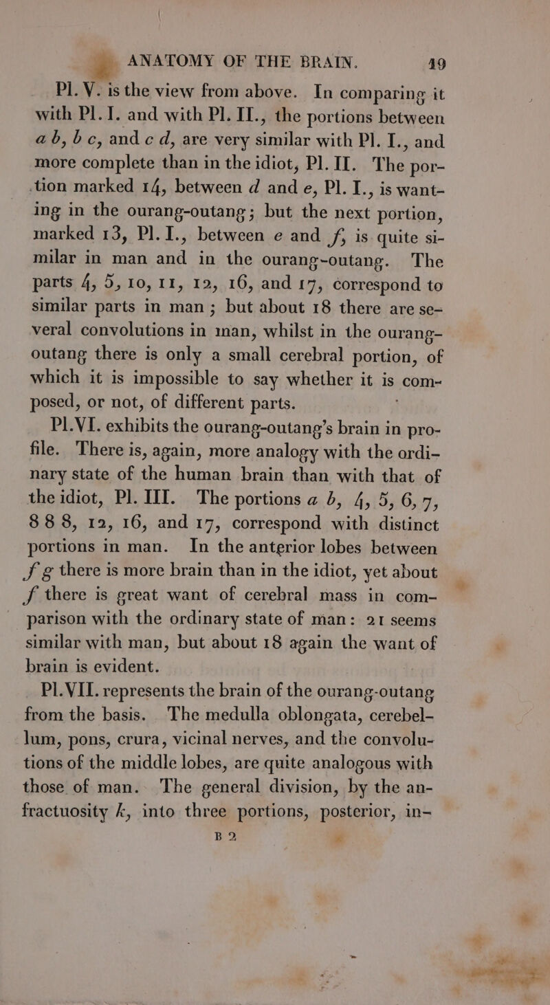 Pl. V. is the view from above. In comparing it with PI.1. and with Pl. II., the portions between ab, bc, and c d, are very similar with PI. I., and more complete than in the idiot, Pl. II. The por- tion marked 14, between d and e, Pl. I., is want- ing in the ourang-outang; but the next portion, marked 13, Pl. I., between e and f, is quite si- milar in man and in the ourang-outang. The parts 4, 5,10, 11, 12, 16, and 17, correspond to similar parts in man ; but about 18 there are se- veral convolutions in man, whilst in the ourang- outang there is only a small cerebral portion, of which it is impossible to say whether it is com- posed, or not, of different parts. PL.VI. exhibits the ourang-outang’s brain in pro- file. There is, again, more analogy with the ordi- nary state of the human brain than with that of the idiot, Pl. II. The portions a 4, 4, 5, 6, 7, 888, 12, 16, and 17, correspond with distinct portions in man. In the anterior lobes between J g there is more brain than in the idiot, yet about J there is great want of cerebral mass in com- parison with the ordinary state of man: 21 seems similar with man, but about 18 again the want of brain is evident. PL.VII. represents the brain of the ourang-outang from the basis. The medulla oblongata, cerebel- lum, pons, crura, vicinal nerves, and the convolu- tions of the middle lobes, are quite analogous with those of man. The general division, by the an- fractuosity k, into three portions, posterior, in- B 2. P