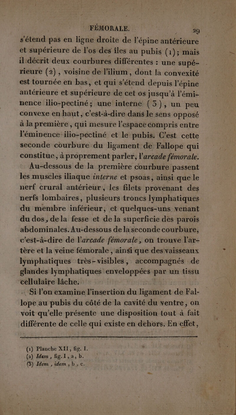 s'étend pas en ligne droite de l’épine antérieure il:décrit deux courbures différentes : : une supé- rieure (2), voisine de l’ilium, dont la convexité est tournée en bas, et qui s'étend depuis l’épine antérieure et supérieure de cet os jusqu’à l’émi- nence ilio-pectiné; une interne (5), un peu convexe en haut, c’est-à-dire dans le sens opposé à la première, qui mesure l’espace compris entre l'émipence-ilio-pectiné et le pubis. C’est cette seconde courbure du ligament de Fallope qui constitue, à proprement parler, l’arcade femorale. Au-dessous de la première courbure passent les muscles iliaque interne et psoas, ainsi que le nerf crural antérieur, les filets provenant des nerfs lombaires, plusieurs troncs lymphatiques du membre inférieur, et quelques-uns venant du dos, dela fesse et de la superficie des parois abdominales. Au-dessous de la seconde courbure, c'est-à-dire de l'arcade fémorale, on trouve l’ar- tère et la veine femorale, ainsi que des vaisseaux lymphatiques très- visibles, accompagnés de glandes lÿmphatiques enveloppées par un tissu cellulaire lâche. Si l’on examine l'insertion du ligalbiant de Fal- lope au pubis du côté de la cavité du ventre, on voit qu’elle présente une disposition tout à fait différente de celle qui existe en dehors. En effet, (1) Planche XII, fig. I. (2) Idem, fig.1, a,b. (3) Idem , idem ,b,c.