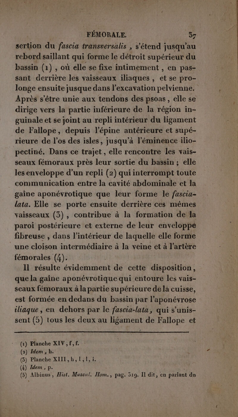 sertion du fascia transversalis , s'étend jusqu’au rebord saillant qui forme le détroit supérieur du bassin (1) , où elle se fixe intimement , en pas- sant derrière les vaisseaux iliaques , et se pro- longe ensuite jusque dans l’excavation pelvienne. Après s'être unie aux tendons des psoas, elle se dirige vers la partie inférieure de la région in- guinale et se joint au repli intérieur du ligament de Fallope, depuis l’épine antérieure et supé- rieure de l’os des isles, jusqu'à l'éminence ilio- pectiné. Dans ce trajet , elle rencontre les vais- seaux fémoraux près leur sortie du bassin ; elle les enveloppe d’un repli (2) qui interrompt toute communication entre la cavité abdominale et la gaine aponévrotique que leur forme le fuscia- lata. Elle se porte ensuite derrière ces mémes vaisseaux (3), contribue à la formation de la paroi postérieure et externe de leur enveloppe fibreuse , dans l’intérieur de laquelle elle forme une cloison intermédiaire à la veine et à l’artère fémorales (4). Il résulte briglie de cette disposition, quela gaîne aponévrotique qui entoure les vais- seaux fémoraux à la partie supérieure de la cuisse, est formée en dedans du bassin par l’aponévrose iliaque , en dehors par le fascia-lata, qui s'unis- sent (5) tous les deux au ligament de Fallope et (1) Planche XIV, f, f. (2) Idem, h. (3) Planche XIII, h,1;1;i. (4) Idem, p. (5) Albinus, Hist, Muscul. Hom., pag. 519. Il dit, en parlant du