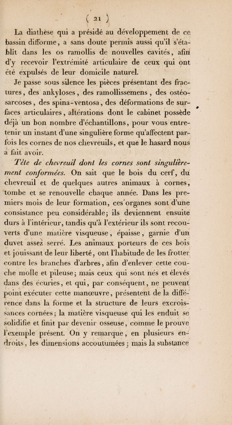 (ai) ' La diathèse qui a présidé au développement de ce bassin difforme, a sans doute permis aussi qu’il s’éta¬ blît dans les os ramollis de nouvelles cavités, afin d’y recevoir l’extrémité articulaire de ceux qui ont été expulsés de leur domicile naturel. Je passe sous süence les pièces présentant des frac¬ tures , des ankylosés, des ramollissemens , des ostéo- sarcoses, des spina-ventosa, des déformations de sur¬ faces articulaires, altérations dont le cabinet possède déjà un bon nombre d’échantillons, pour vous entre¬ tenir un instant d’une singulière forme qu’affectent par¬ fois les cornes de nos chevreuils, et que le hasard nous a fait avoir. Tête de chevreuil dont les cornes sont singulière¬ ment conformées. On sait que le bois du cerf, du chevreuil et de quelques autres animaux à cornes, tombe et se renouvelle chaque année. Dans les pre¬ miers mois de leur formation, ces organes sont d’une consistance peu considérable; ils deviennent ensuite durs à l’intérieur, tandis qu’à l’extérieur ils sont recou¬ verts d’une matière visqueuse, épaisse, garnie d’un duvet assez serré. Les animaux porteurs de ces bois et jouissant de leur liberté, ont l’habitude de les frotter contre les branches d’arbres, afin d’enlever cette cou¬ che molle et pileuse ; mais ceux qui sont nés et élevés dans des écuries, et qui, par conséquent, ne peuvent point exécuter cette manœuvre, présentent de la diffé¬ rence dans la forme et la structure de leurs excrois¬ sances cornées ; la matière visqueuse qui les enduit se solidifie et finit par devenir osseuse, comme le prouve l’exemple présent. On y remarque, en plusieurs en¬ droits , les dimensions accoutumées ; mais la substance 7 ! /