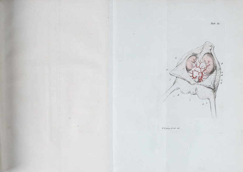 Ta,b. VI. Åluujbery cut nab efel