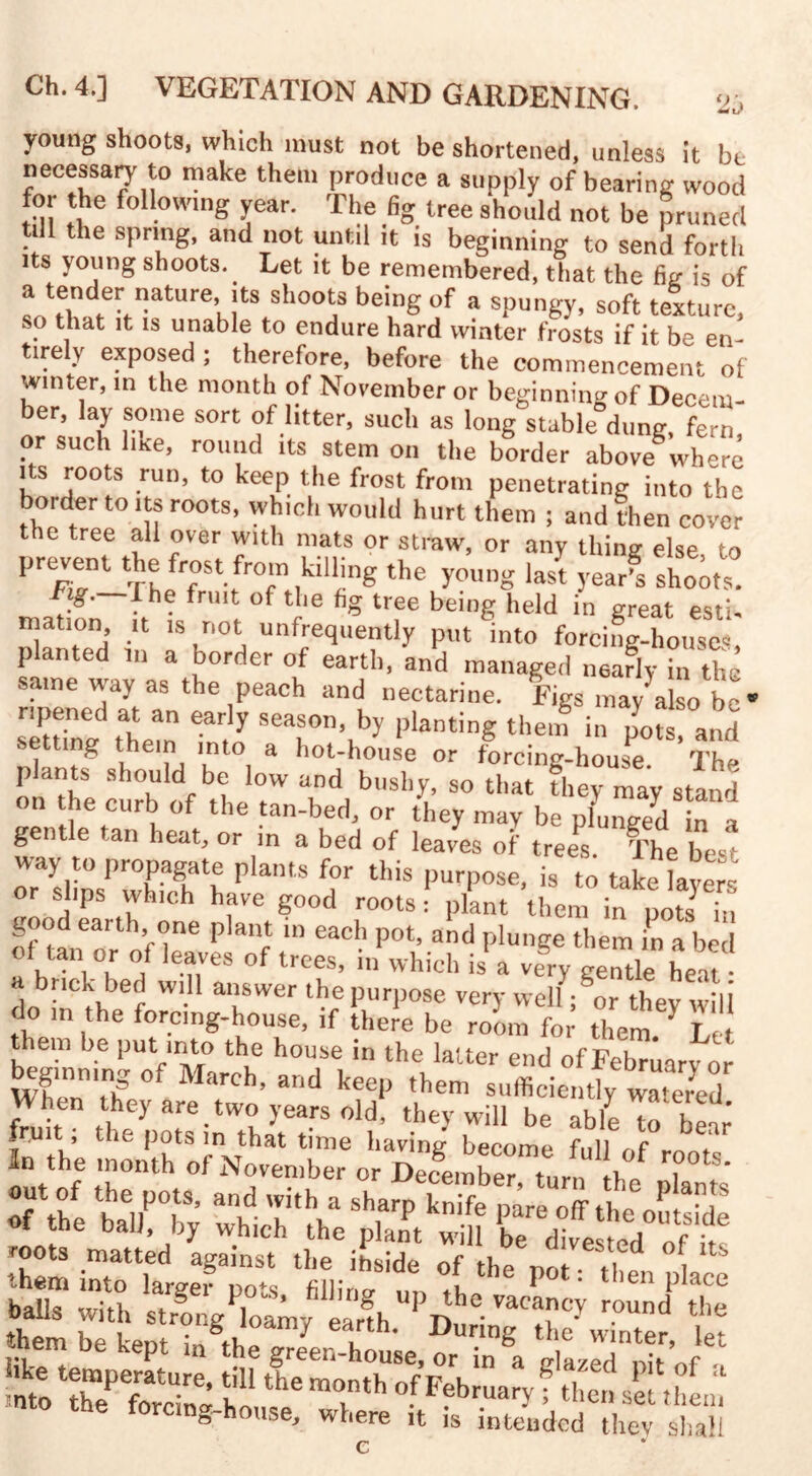 young shoots, which must not be shortened, unless it be necessary to make them produce a supply of bearing wood for the following year. The fig tree should not be pruned till the spring, and not until it is beginning to send forth its young shoots. Let it be remembered, that the fie is of a tender nature its shoots being of a spungy, soft texture, so that it is unable to endure hard winter frosts if it be en¬ tirely exposed; therefore, before the commencement of winter, in the month of November or beginning of Decem- ber, lay some sort of litter, such as long stuble°dung, fern or such luce, round its stem on the border above5where its roots run, to keep the frost from penetrating into the border to its roots, which would hurt them ; and then cover the tree all over with mats or straw, or any thing else to prevent the frost from killing the young lasl year! shoo,  Fig—fhe fruit of the fig tree being held in great esti¬ mation it is not unfrequently put into forcing-houses same wiv‘iath°rHer °if “j'1’ and manaSe(i neafly in the same way as the peach and nectarine. Figs mav'also b~* ripened at an early season, by planting them in pot and setting them into a hot-house or forcing-house The p ants should be low and bushy, so that they may stand on the curb of the tan-bed, or they may be plunged in a gen e an heat, or in a bed of leaves of trees. The best ryslfosPXgh h plams n°r thiS lJUr')0Se- is *ke layers or slips which have good roots: plant them in pots in good earth one plant in each pot, and plunge them in a be o( tan or of leaves of trees, in which is'a veTy gentfo heu a brick bed will answer the purpose very well X they will do ,n the forcing-house, if IheL be roLtr them ^ them be put into the house in the latter end of February or Sr-1# March’ ar,d keeP diem sufficiently watered When they are two years old, they will be able to bear fruit, the pots m that time having become full f In the month of November or December turn h/ T*’ out of the pots, and with a sharp knife pare off the oP a!i of the ball, by which the pJt will bedweedof'iis roots matted against the ihside of the ,1 i ■ them into larger pots filJina ,lr» tt, * t ien P^ace balls with strongVamv earfh 1^° VaCarC-V r°Und the a™ xsrs’j* nto the forcing-house, where ,t is intended they shall