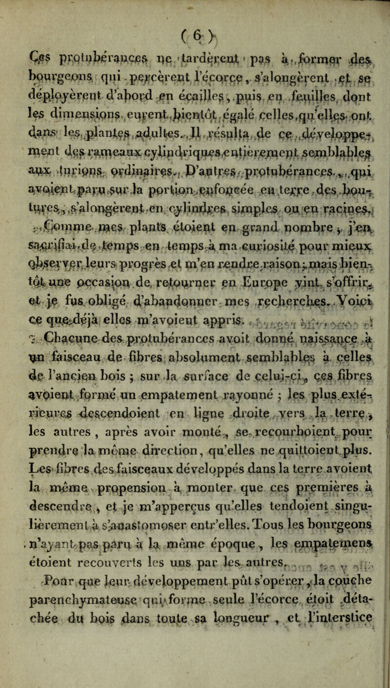 Cps pr.Qlujb^rai?,çv0Çk i)e 'tarderem ' pas à;î,Jform^>r 4^^ bourgeons, qui. pç^jcqrept l’qcoircu, ÿalQngèreut . jçjt, se. déployèrent,. d’a]:)ot4 en éçailleg, .puis en .faillies, dont dinian4,ons, eip'entrbienldt,égalé celles,qiîLVlliîs.;pnt. 4a.ns' les,;plan4,çs adultes.,Il,résulta.4^ ce ...déyelpppe^, ' ipent d^frao>cauxGyUudriqiies,eut.ièreoieut seoiblable^ 4ui'ion^,^ Ovdiiî^ires^î,D’aulre$/'protubérances, vr.qui avoient.par^Ut^r.Ja portion.eufoucée ea.te^n'e .des.bourr tUV^s.!ÿ,Sr’alc>i^èr€nir-en cylind^^^^ simples ou çn r^cines^ .r^^Çoinnie., mes plants, éloient en-grand nombre y j’aft sajurifiairdp.tternps . en tempSjà, ma curiosité pour mieuiç qb.sei Yjer,.leurs progrès .et m’en xendçe.raison^,mais bien,-, tpfc une occasion 4e, remvirner en Europe yjnt, s’offrir^ et,je fus. obligé d’abandonner:mes recherches,.Yoipi j ce quft^déjà elles m’avoient appris. ■ r-,, .i I ^ Chacune des.prombéranCCS ayoit dpnné^ naissance j un faisceau de fibres absolument semblables à. celles de rancien bois ; surda surface de,celui-ci^ çes jGbres avôient .formé un empâtement rayonné ÿ les plus exlé^ ricurus descendoient en ligne droite vers . la , terre ^ les autres , après avoir monté;, se>,recourboient pour < prendre la meme direction, qu’elles ne quittoient plus. Les fibres des faisceaux développés dans la terre,avoient la meme- propension a monter* que ces premières à descendre ^ et je m’apperçus qidelles tendoient singu- j lièremeni à shuastomoser entr’elles. Tous les bourgeons | . n’ayant pas pmu à la meme époque, les eunp^tisüienîfc j étoient recouverts les uns par les autres. , ^ ^ PoUr^qae leur développement pût s’opérer yla cpüche parenchymateuse qui\form8. seule Técorce éloit déta- chée du bois dans toute .sa longueur , et rinterslice