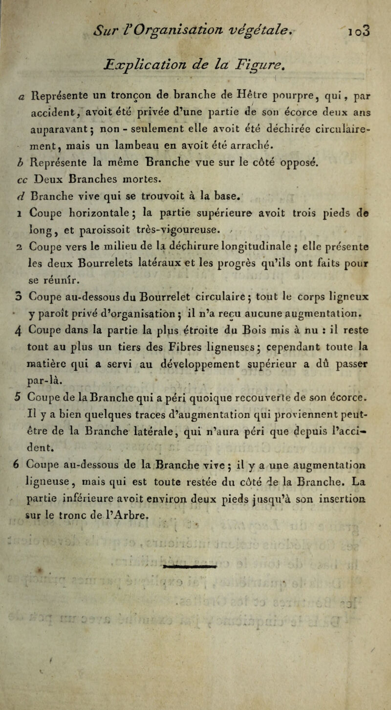 Explication de la Figure,  ■( a Représente un tronçon de branche de Hêtre pourpre, qui, par accident, avoit été privée d’une partie de son écorce deux ans auparavant; non - seulement elle avoit été déchirée circulaire- ment, mais un lambeau en avoit été arraché. h Représente la même Branche vue sur le côté opposé. cc Deux Branches mortes. d Branche vive qui se trouvoit à la base.' 1 Coupe horizontale ; la partie supérieure avoit trois pieds de long, et paroissoit très-vigoureuse. / 2 Coupe vers le milieu de la déchirure longitudinale ; elle présente les deux Bourrelets latéraux et les progrès qu’ils ont faits pour se réunir. 3 Coupe au-dessous du Bourrelet circulaire; tout le corps ligneux • y paroît privé d’organisation ; il n’a reçu aucune augmentation. 4 Coupe dans la partie la plus étroite du Bois mis à nu : il reste tout au plus un tiers des Fibres ligneuses; cependant toute la matière qui a servi au développement supérieur a dû passer par-là. , . 5 Coupe de la Branche qui a péri quoique recouverte de son écorce. II y a bien quelques traces d’augmentation qui proviennent peut- être de la Branche latérale, qui n’aura péri que depuis l’acci- dent. _ ' 6 Coupe au-dessous de la'Branche vive ; il y a une augmentation ligneuse, mais qui est toute restée du côté de la Branche. La partie inférieure avoit environ deux pieds jusqu’à son insertion sur le tronc de l’Arbre.