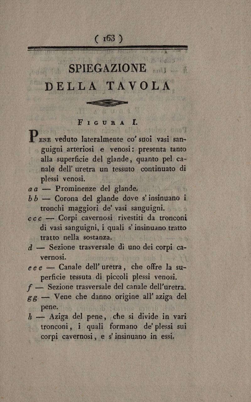 DA SPIEGAZIONE ...;. DELLA TAVOLA nr FiGURA LI. Esa veduto lateralmente co’ suoi vasi’ san- guigni arteriosi e venosi: presenta tanto alla superficie del glande, quanto pel ca- nale dell’ uretra un tessuto continuato di plessi venosi. aa — Prominenze del glande. bb — Corona del glande dove s' insinuano i tronchi maggiori de’ vasi sanguigni. ccc.— Corpi cavernosi rivestiti da tronconi di vasi sanguigni, i quali s insinuano tratto tratto nella sostanza. d — Sezione trasversale di uno dei corpi ca- vernosi. eee — Canale dell’ uretra, che offre la su- perficie tessuta di piccoli plessi venosi, f — Sezione trasversale del canale dell’uretra. 2g — Vene che danno origine all’ aziga del pene. h — Aziga del pene, che si divide in vari tronconi, i quali formano de’ plessi sui corpi cavernosi, e s' insinuano in essi,
