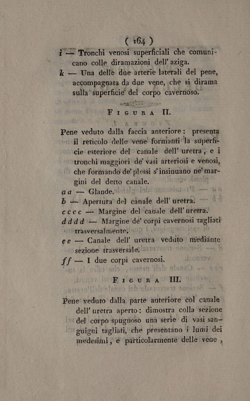 î = Tronchi venosi superficiali che comuni- cano colle diramazioni dell’ aziga. &amp; — Una delle due arterie laterali del pene, accompagnata da due vene, che si dirama sulla ‘superficie’ di SoKPO cavernoso. QAS IL. Pene veduto dalla ‘face anteriore: presenta il ‘reticolo delle ‘vene! formanti la superfi- cie esteriore del canale dell’'uretra, e i tronchi maggiori de’ vasi arteriosi e venosi, che formando de’ plessi s' insinuano ne' mar- gini del detto canale. > aa — Glande» 020 sai b -— Apertura del canale dell’ uretra. cccc + Margine del'canale dell’ uretra. dddd — Margine de corpi cavernosi tagliati trasversalmente) | ee — Canale dell’ uretra vedidto mnedidnte sezione trasversale: ff — I due corpi cavernosi. Ficurna II Pene veduto dalla parte anteriore col canale dell’ uretra aperto: dimostra colla sezione del corpo splignoso una serie di vasi san- guigni tagliati, che presentano ‘i lumi dei medesimi ;' é particolarmente delle. vene 3