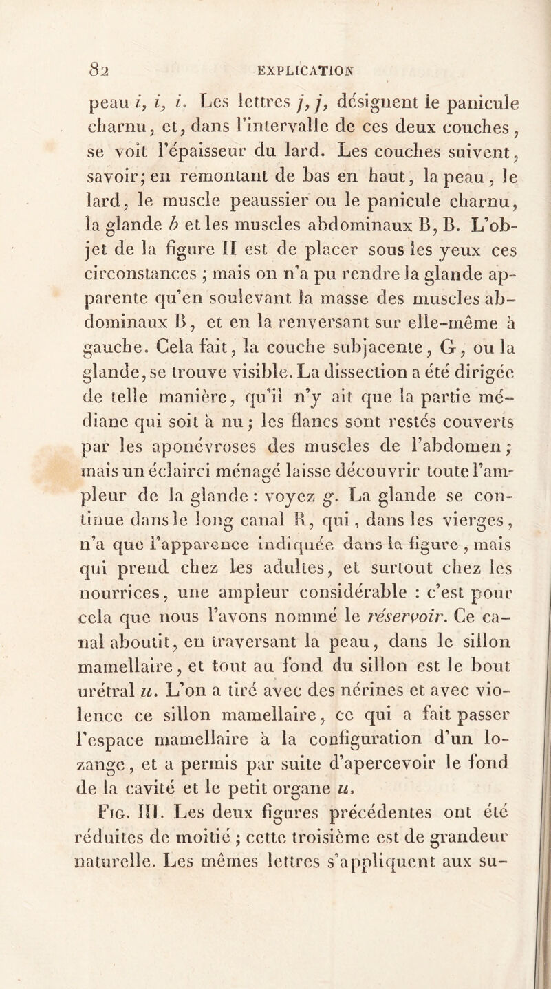 peau i, i, i. Les lettres j9 j, désignent ie panicuîe charnu, et, dans rinlervaUe de ces deux couches, se voit l’épaisseur du lard. Les couches suivent , savoir,* en remontant de bas en haut, la peau, 3e lard, le muscle peaussier ou le panicuîe charnu, la glande b et les muscles abdominaux B, B. L’ob- jet de la figure lï est de placer sous les yeux ces circonstances ; mais on n’a pu rendre la glande ap- parente qu’en soulevant la masse des muscles ab- dominaux B, et en la renversant sur elle-même à gauche. Cela fait, la couche subjacente, G, ou la glande, se trouve visible. La dissection a été dirigée de telle manière, qu’il n’y ait que la partie mé- diane qui soit a nu ; les flancs sont restés couverts par les aponévroses des muscles de l’abdomen ; mais un éclairci ménagé laisse découvrir toute l’am- pleur de la glande : voyez g. La glande se con- tinue dans le long canal R, qui, dans les vierges, n’a que l'apparence indiquée dans la figure , mais qui prend chez les adultes, et surtout chez les nourrices, une ampleur considérable : c’est pour cela que nous l’avons nommé le réservoir. Ce ca- nal aboutit, en traversant la peau, dans le sillon mamellaire, et tout au fond du sillon est le bout urétral u. L’on a tiré avec des nérines et avec vio- lence ce sillon mamellaire, ce qui a fait passer l’espace mamellaire à la configuration d’un lo- zange, et a permis par suite d’apercevoir le fond de la cavité et le petit organe u, Fig. 111. Les deux figures précédentes ont été réduites de moitié ; cette troisième est de grandeur naturelle. Les mêmes lettres s’appliquent aux su-