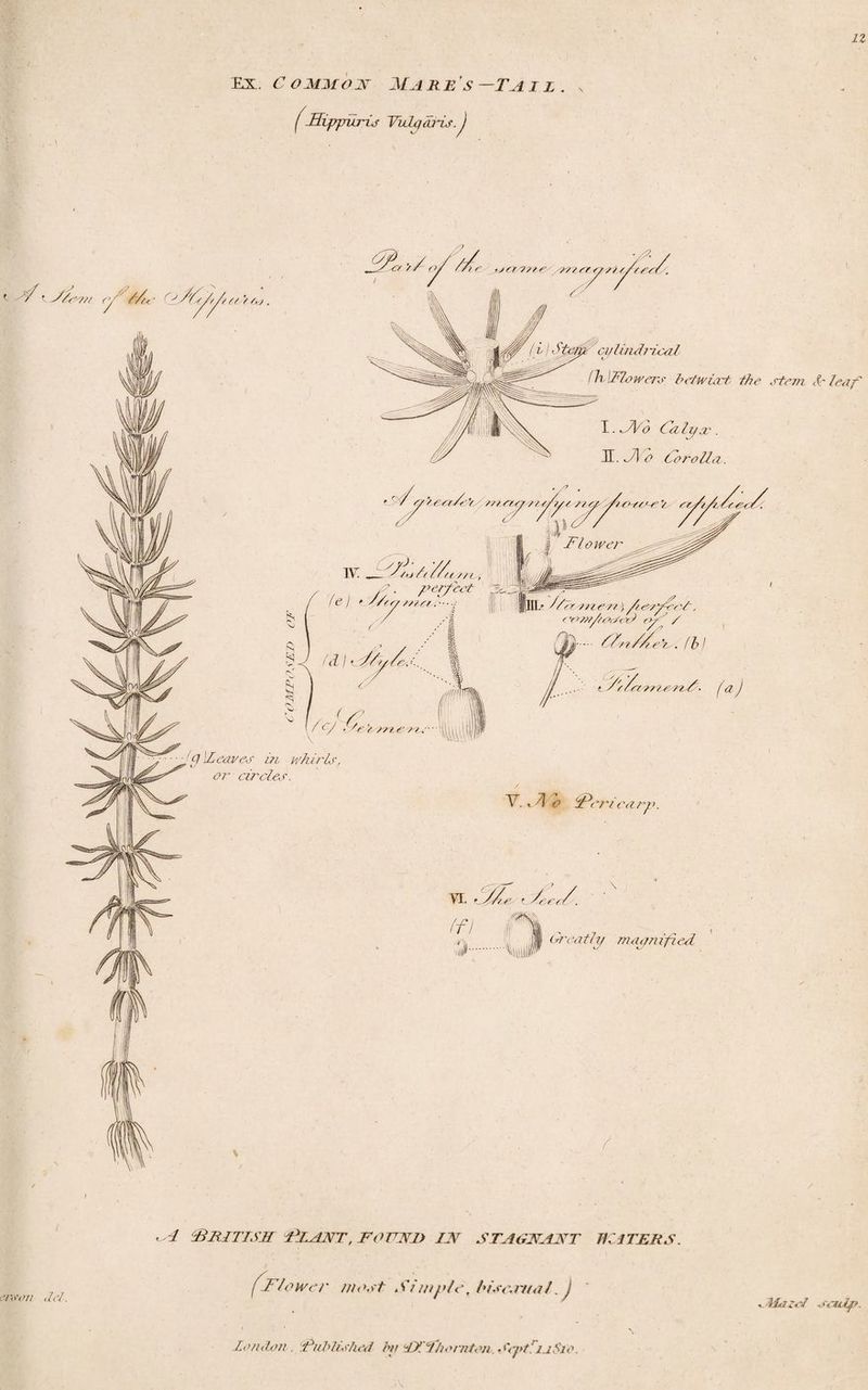 12 EX. C O MM ON MA RES —TA IL . (Hippuris 'Vulgaris.) t //e/hfes Cz/lC/ /// /? s s.j. '0 [Leaves in whirls, or circles. V. , 4 o ^Pericarp. VI. * S//4’ ? Seer/. (f) ■'.I). (heath/ magnified r risen JO. British Plant, hound in stagnant haters. fFlower most Simple, h/se.rua!, J A£<ieel sculp.