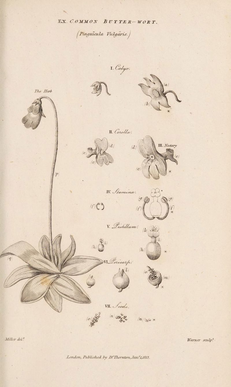 WOR T JLx. Common Butter Binymcula Viilqai'is. MiRcr del * WtUTier sculp? Tendon, Published, by JDlThornton, JanlJJ.812.