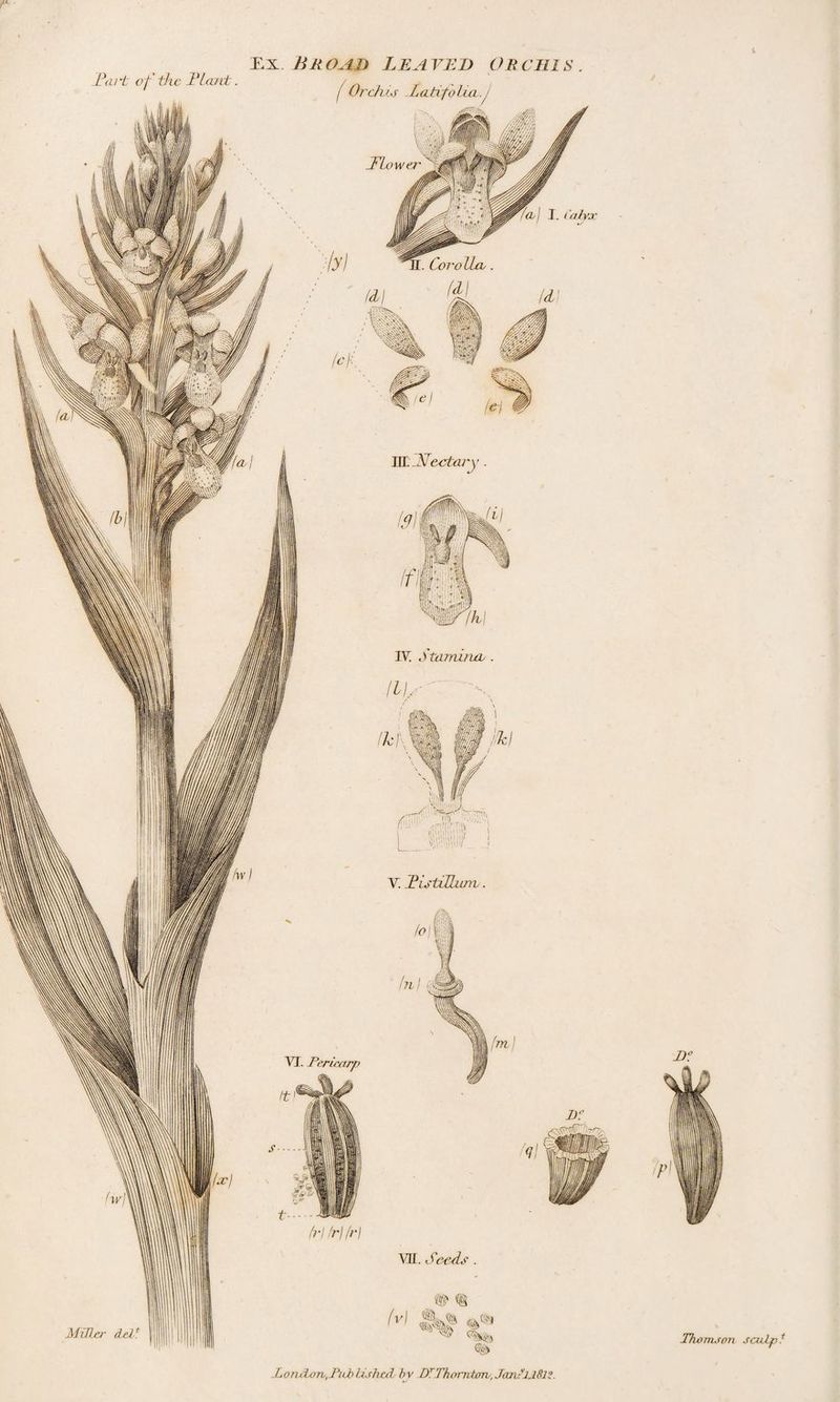 r ■ r.x Broad leaved orchis Orchis Ldhfolia .J 'Flower 1 I. Calyx (yj ^*5. CoroUco. m i (41 \ ■ ■_ * . ulii MiJlxr cLeE IH.jyfectary . IV. Mamina/ Vi FistiLUuiv. bifri(r) VII. Seeds . fftfh ® M %*> % LonslonR/cb UsheA bv DT Thornton, JanAljAlZ. 1 As ms on sculp *