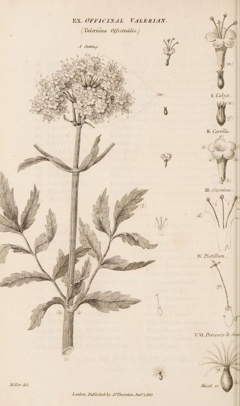 ex. Officinal Valerian. ( Valeriana Officinalis.) Miller del. E. Corolla . 1 cl id) 1\’. JPistiUiun . Y.Vl.Fcricarp Sc deci Mazel sc. Lmdcrn, Published by D’Thornton, Jan yl,l8lZ.