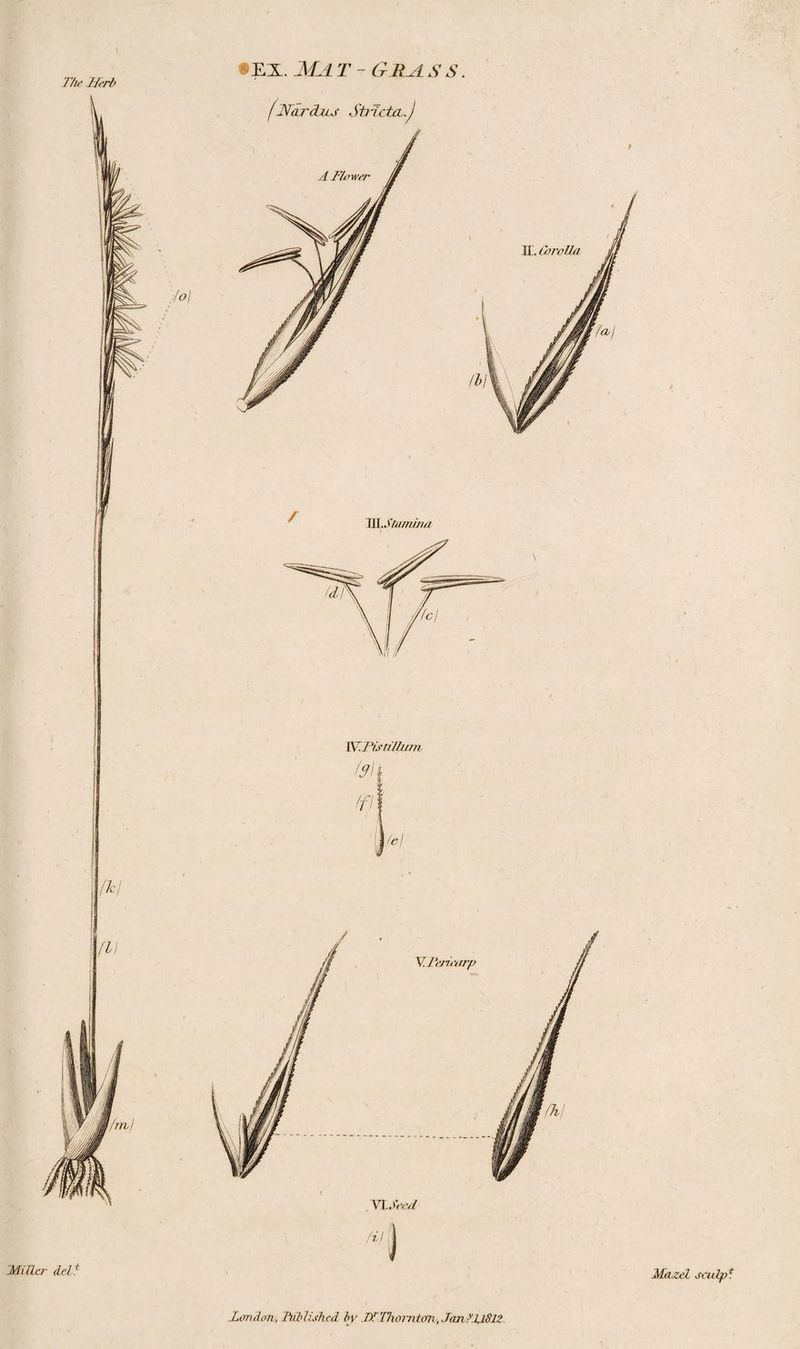 The TTerb EX. MAT - GHALSS fJSTardzuf Str-ictcL.J WVJliimitut WJisti/hnn (9l\ iff V.Tericarp VI.Seed A'/1 London, Tubliohed bv DlThornton, JanIJJllZ. 'Miller delt Mazel sculp f