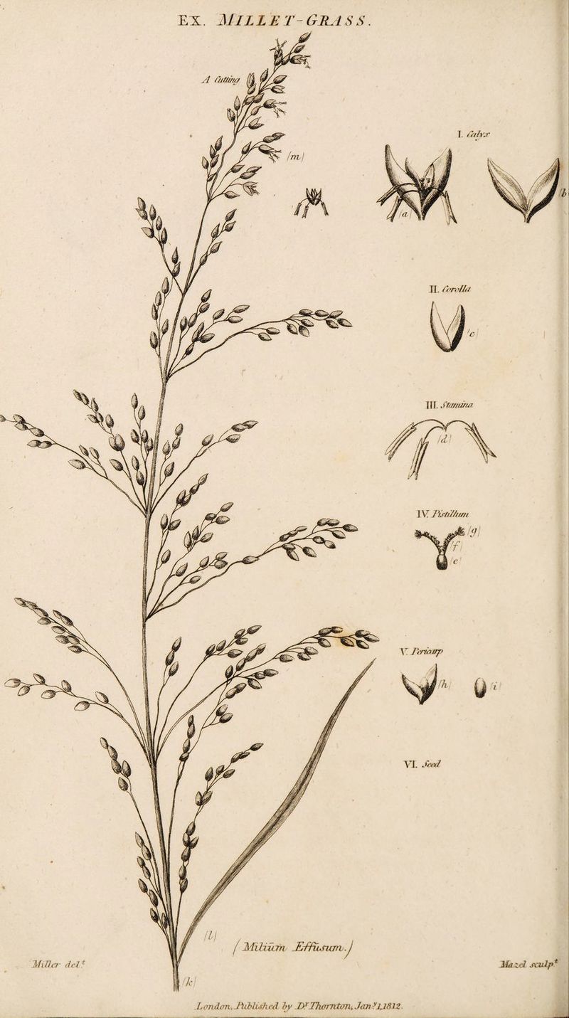 EX. MILLET-GRASS.