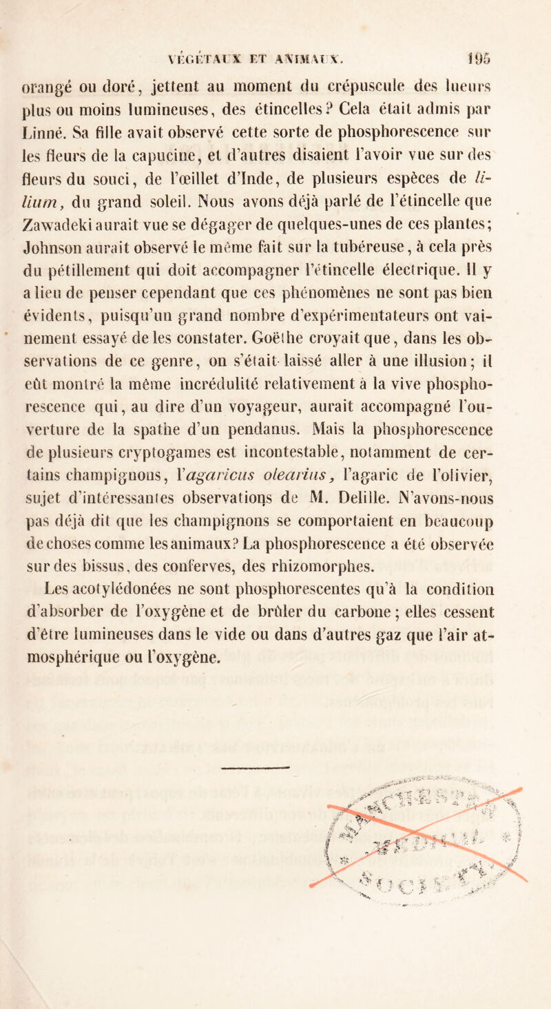 orangé ou doré, jettent au moment du crépuscule des lueurs plus ou moins lumineuses, des étincelles? Cela était admis par Linné. Sa fille avait observé cette sorte de phosphorescence sur les fleurs de la capucine, et d’autres disaient l’avoir vue sur des fleurs du souci, de l’œillet d’Inde, de plusieurs espèces de //- lium, du grand soleil. Nous avons déjà parlé de l’étincelle que Zawadeki aurait vue se dégager de quelques-unes de ces plantes; Johnson aurait observé le même fait sur la tubéreuse, à cela près du pétillement qui doit accompagner l’étincelle électrique. 11 y a lieu de penser cependant que ces phénomènes ne sont pas bien évidents, puisqu’un grand nombre d’expérimentateurs ont vai- nement essayé de les constater. Goethe croyait que, dans les ob- servations de ce genre, on s’était laissé aller à une illusion; il eût montré la même incrédulité relativement à la vive phospho- rescence qui, au dire cl’un voyageur, aurait accompagné l’ou- verture de la spathe d’un pendanus. Mais la phosphorescence de plusieurs cryptogames est incontestable, notamment de cer- tains champignons, Yagciricus olearius, l’agaric de l’olivier, sujet d’intéressantes observations de M. Deliile. N’avons-nous pas déjà dit que les champignons se comportaient en beaucoup de choses comme les animaux? La phosphorescence a été observée sur des bissus, des conferves, des rhizomorphes. Les acotyléclonées ne sont phosphorescentes qu’à la condition d’absorber de l’oxygène et de brûler du carbone; elles cessent d’être lumineuses dans le vide ou dans d’autres gaz que l’air at- mosphérique ou l’oxygène.