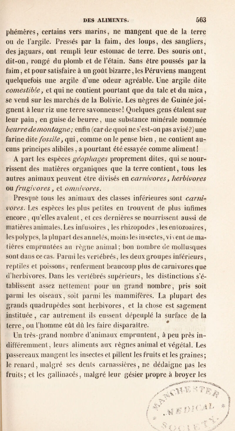 phémères, certains vers marins, ne mangent que de la terre ou de l’argile. Pressés par la faim, des loups, des sangliers, des jaguars, ont rempli leur estomac de terre. Des souris ont, clit-on, rongé du plomb et de l’étain. Sans être poussés par la faim, et pour satisfaire à un goût bizarre, les Péruviens mangent quelquefois une argile d’une odeur agréable. Une argile dite comestible, et qui ne contient pourtant que du talc et du mica, se vend sur les marchés de la Bolivie. Les nègres de Guinée joi- gnent à leur riz une terre savonneuse! Quelques gens étalent sur leur pain, en guise de beurre, une substance minérale nommée beurre de montagne; enfin (car de quoi ne s’est-on pas avisé?) une farine dite fossile, qui, comme on le pense bien, ne contient au- cuns principes alibiles, a pourtant été essayée comme aliment! A part les espèces géophages proprement dites, qui se nour- rissent des matières organiques que la terre contient, tous les autres animaux peuvent être divisés en carnivores, herbivores ou frugivores, et omnivores. Presque tous les animaux des classes inférieures sont carni- vores. Les espèces les plus petites en trouvent de plus infimes encore , qu’elles avalent, et ces dernières se nourrissent aussi de matières animales. Les infusoires, les rhizopodes , les entozoaires, les polypes, la plupart des annelés, moins les insectes, vi vent de ma- tières empruntées au règne animal; bon nombre de mollusques sont dans ce cas. Parmi les vertébrés, les deux groupes inférieurs, reptiles et poissons, renferment beaucoup plus de carnivores que d’herbivores. Dans les vertébrés supérieurs, les distinctions s’é- tablissent assez nettement pour un grand nombre, pris soit parmi les oiseaux, soit parmi les mammifères. La plupart des grands quadrupèdes sont herbivores, et la chose est sagement instituée, car autrement ils eussent dépeuplé la surface de la terre, ou rtiomme eût dû les faire disparaître. Un très-grand nombre d’animaux empruntent, à peu près in- différemment, leurs aliments aux règnes animal et végétal. Les passereaux mangent les insectes et pillent les fruits et les graines; le renard, malgré ses dents carnassières, ne dédaigne pas les fruits; et les gallinacés, malgré leur gésier propre à broyer les % v ■ V; ; *'• V My ,/w aff g y - ■T* - % Al fÿ r j-