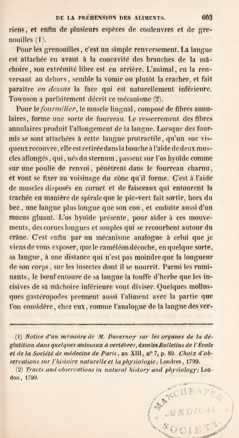 riens, et enfin de plusieurs espèces de couleuvres et de gre- nouilles (1). Pour les grenouilles, c’est un simple renversement. La langue est attachée en avaut à la concavité des branches de la mâ- choire, son extrémité libre est en arrière. L’animal, en la ren- versant au dehors, semble la vomir ou plutôt la cracher, et fait paraître en dessus la face qui est naturellement inférieure. Townson a parfaitement décrit ce mécanisme (2). Pour le fourmilier, le muscle lingual, composé de fibres annu- laires, forme une sorte de fourreau. Le resserrement des fibres annulaires produit rallongement de la langue. Lorsque des four- mis se sont attachées à cette langue protractile, qu’un suc vis- queux recouvre, elle est retirée dans la bouche à l’aide de deux mus- cles allongés, qui, liés du sternum, passent sur l’os hyoïde comme sur une poulie de renvoi, pénètrent dans le fourreau charnu, et vont se fixer au voisinage du cône qu’il forme. C’est à l’aide de muscles disposés en cornet et de faisceaux qui entourent la trachée en manière de spirale que le pic-vert fait sortir, hors du bec, une langue plus longue que son cou, et enduite aussi d’un mucus gluant. L’os hyoïde présente, pour aider à ces mouve- ments, des cornes longues et souples qui se recourbent autour du crâne. C’est enfin par un mécanisme analogue à celui que je viens de vous exposer, que le caméléon décoche, en quelque sorte, sa langue, à une distance qui n’est pas moindre que la longueur de son corps, sur les insectes dont il se nourrit. Parmi les rumi- nants, le bœuf entoure de sa langue la touffe d’herbe que les in- cisives de sa mâchoire inférieure vont diviser. Quelques mollus- ques gastéropodes prennent aussi l’aliment avec la partie que l’on considère, chez eux, comme l’analogue de la langue des ver- (1) Notice d’un mémoire de M. Duvernoy sur les organes de la dé- glutition dans quelques animaux à vertèbres, dans les Bulletins de l’École et de la Société de médecine de Paris, an Xlll, n° 7, p. 89. Choix d’ob- servations sur l’histoire naturelle et la physiologie; Londres, 1799. (2) Tracts and observations in nalural history and physiology; Lon- don , 1799.