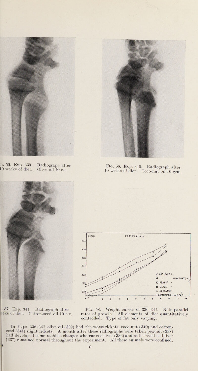 10 weeks of diet. Olive oil 10 c.c. Fig. 56. Exp. 340. Radiograph after 10 weeks of diet. Coco-nut oil 10 grm. • 57. Exp. 341. Radiograph after Fig. 58. Weight curves of 336-341. Note parallel 3eks of diet. Cotton-seed oil 10 c.c. rates of growth. All elements of diet quantitatively controlled. Type of fat only varying. In Exps. 336-341 olive oil (339) had the worst rickets, coco-nut (340) and cotton¬ seed (341) slight rickets. A month after these radiographs were taken pea-nut (338) had developed some rachitic changes whereas cod-liver (336) and autoclaved cod-liver (337) remained normal throughout the experiment. All these animals were confined. i ) G