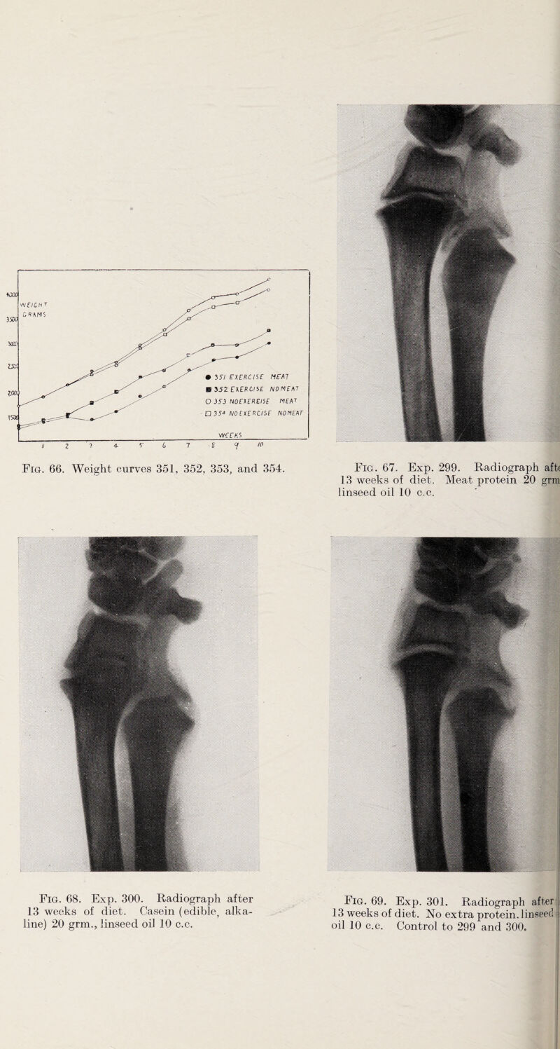 13 weeks of diet. Meat protein 20 grm linseed oil 10 c.c. Fig. 68. Exp. 300. Radiograph after 13 weeks of diet. Casein (edible, alka¬ line) 20 grm., linseed oil 10 c.c. Fig. 69. Exp. 301. Radiograph after , 13 weeks of diet. No extra protein, linseed I oil 10 c.c. Control to 299 and 300.