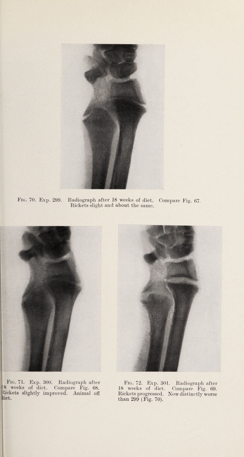 Rickets slight and about the same. Fig. 71. Exp. 300. Radiograph after ■ 8 weeks of diet. Compare Fig. 68. tickets slightly improved. Animal off diet. Fig. 72. Exp. 301. Radiograph after 18 weeks of diet. Compare Fig. 69. Rickets progressed. Now distinctly worse than 299 (Fig. 70).