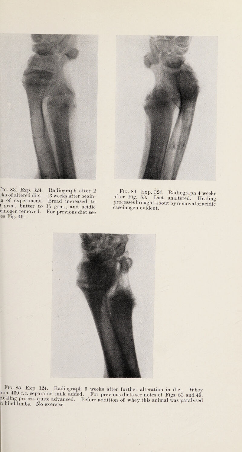 sks of altered diet—13 weeks after begin- ■g of experiment. Bread increased to ) grm., butter to 15 grm., and acidic einogen removed. For previous diet see ;es Fig. 49. hiG. 84. Fxp. 324. Radiograph 4 weeks after Fig. 83. Diet unaltered. Healing processes brought about by removal of acidic caseinogen evident. < IG.J35. Exp. 324. Radiograph 5 weeks after further alteration in diet. Whey nom 450 c.c. separated milk added. For previous diets see notes of Figs. 83 and 49. ea mg process quite advanced. Before addition of whey this animal was paralysed a hind limbs. No exercise.