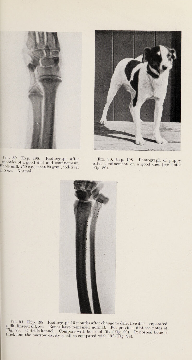Fig. 90. Exp. 198. Photograph of puppy after confinement on a good diet (see notes Fig. 89). Fig. 89. Exjn 198. Radiograph after months of a good diet and confinement. \ hole milk 250 c.c., meat 20 grm., coddiver il 5 c.c. Normal. hiG. 91. Exp. 198. Radiograph 15 months after change to defective diet—separated °i.1, &C' Bones have remained normal. For previous diet see notes of fi^'i 89' r^utside kennel. Compare with bones of 192 (Fig. 99). Periosteal bone is