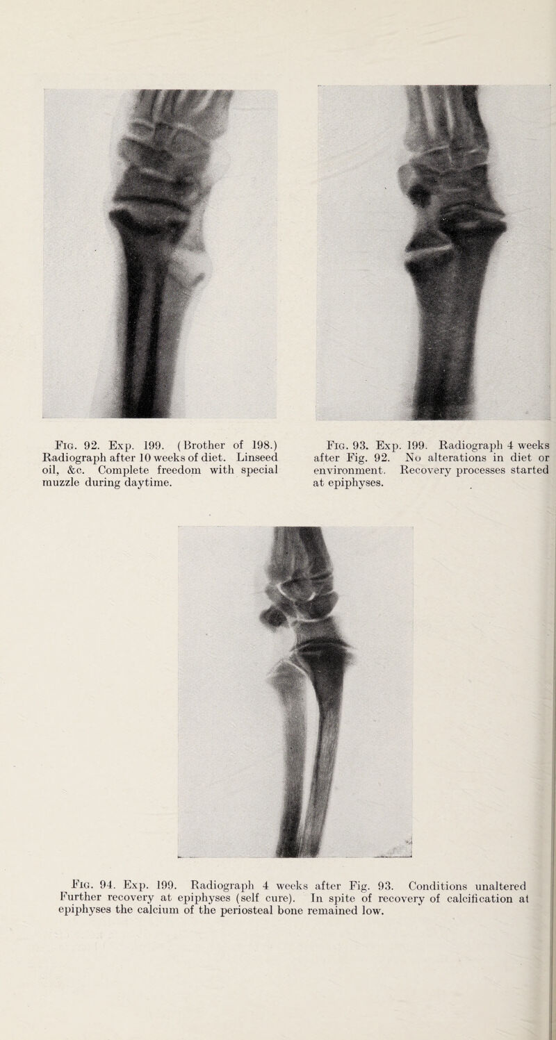 Radiograph after 10 weeks of diet. Linseed after Fig. 92. No alterations in diet or oil, &c. Complete freedom with special environment. Recovery processes started muzzle during daytime. at epiphyses. Fig. 94. Exp. 199. Radiograph 4 weeks after Fig. 93. Conditions unaltered Further recovery at epiphyses (self cure). In sjiite of recovery of calcification at epiphyses the calcium of the periosteal bone remained low.