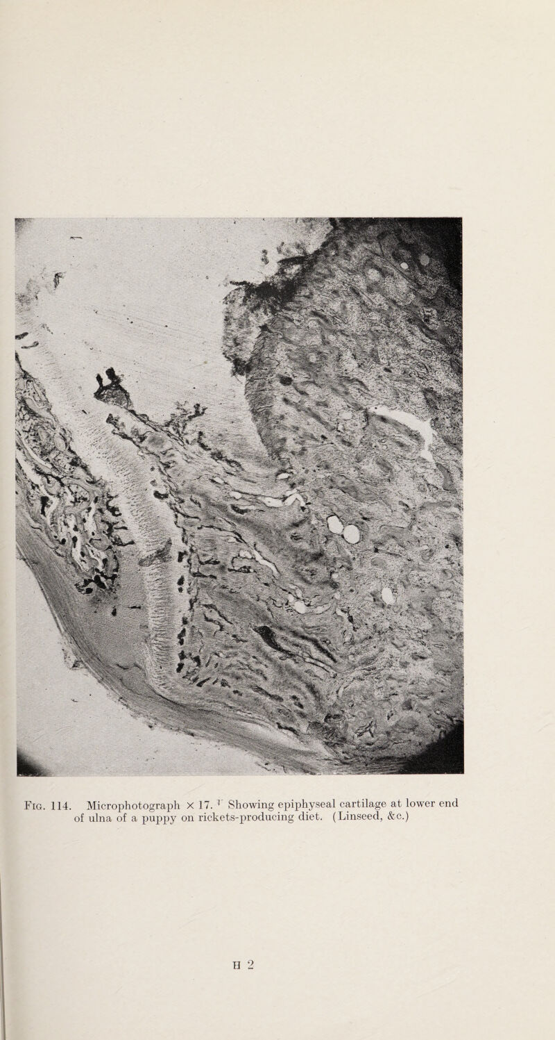 of ulna of a puppy on rickets-producing diet. (Linseed, &c.) H 2