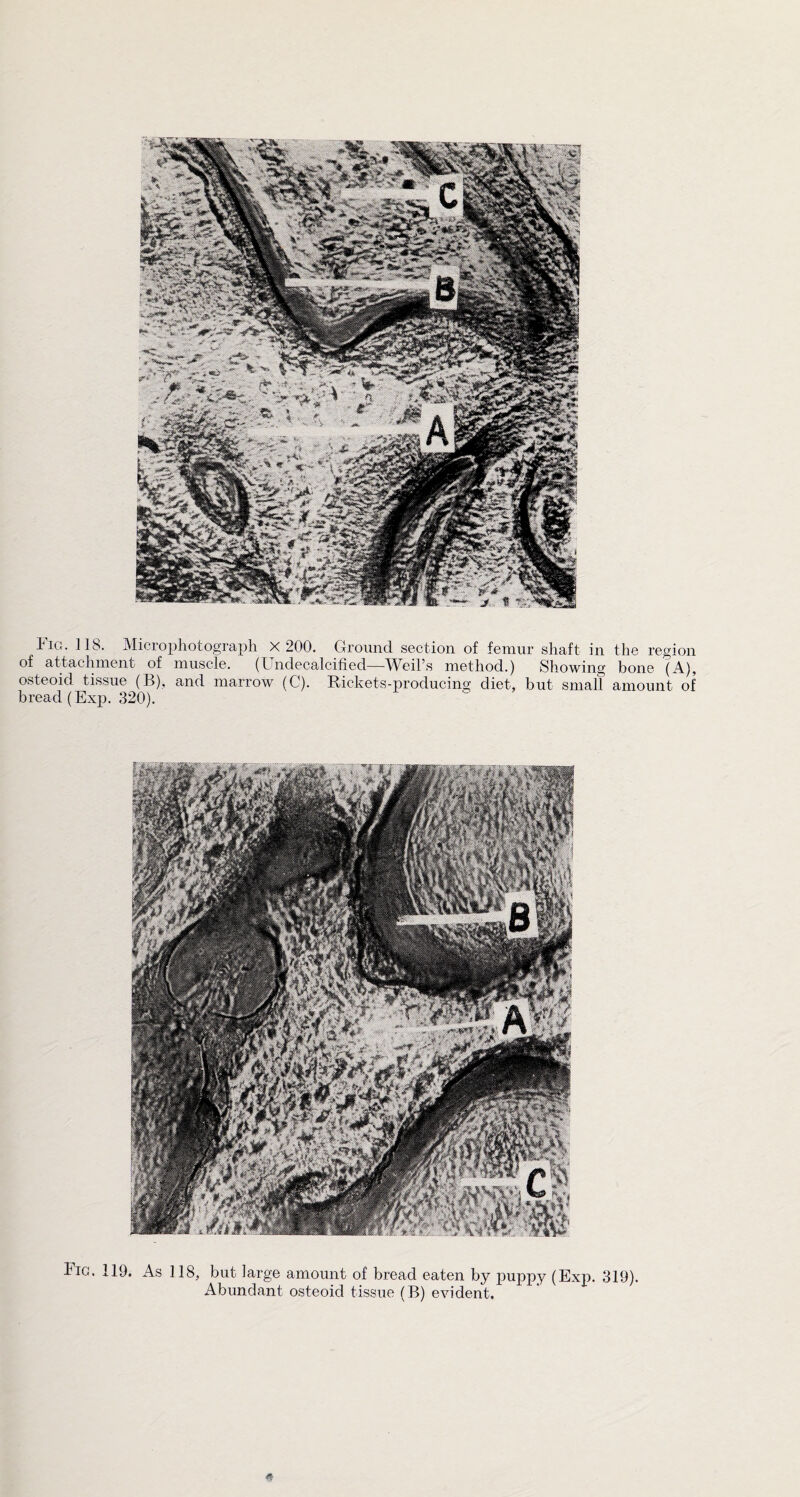 of attachment of muscle. (Undecalcified—Weil’s method.) Showing osteoid tissue (B), and marrow (C). Rickets-producing diet, but small bread (Exp. 320). the region bone (A), amount of Fic. 119. As 118, but large amount of bread eaten by puppy (Exp. 319). Abundant osteoid tissue (B) evident.