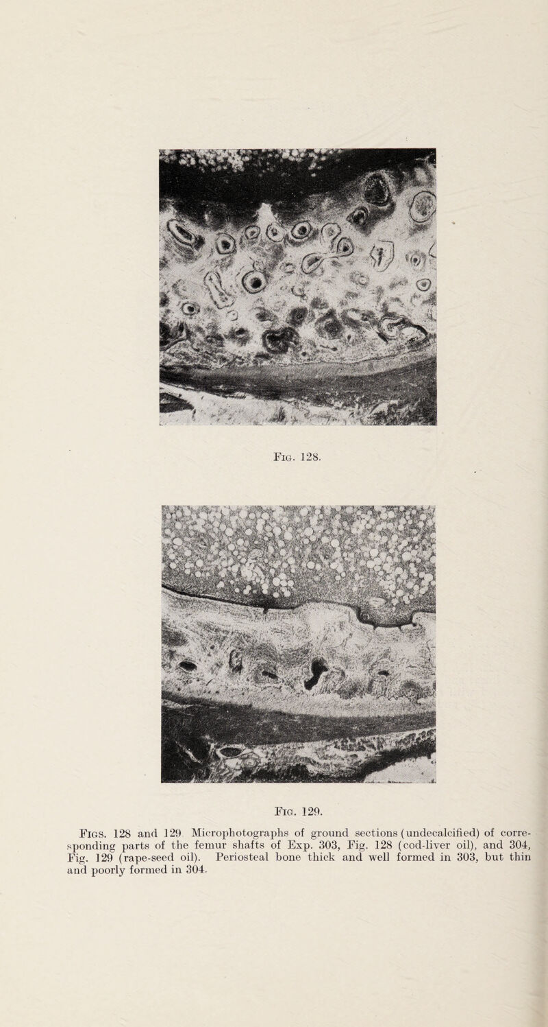 .Fig. ] 28. Fig, 129. Figs. 128 and 129. Microphotographs of ground sections (undecalcified) of corre¬ sponding parts of the femur shafts of Exp. 303, Fig. 128 (cod-liver oil), and 304, Fig. 129 (rape-seed oil). Periosteal bone thick and well formed in 303, but thin and poorly formed in 304.