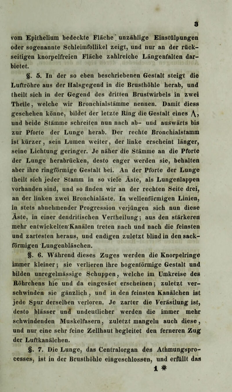 vom Epithelium bedeckte Fläche' unzählige Einstülpungen oder sogenannte Schleimfollikel zeigt, und nur an der rück¬ seitigen knorpelfreien Fläche zahlreiche Längenfalten dar¬ bietet. §. 5. In der so eben beschriebenen Gestalt steigt die Luftröhre aus der Halsgegend in die Brusthöhle herab, und theilt sich in der Gegend des dritten Brustwirbels in zwei Theile, welche wir Bronchialstämme nennen. Damit diess geschehen könne, bildet der letzte Ring die Gestalt eines /\, und beide Stämme schreiten nun nach ab- und auswärts bis zur Pforte der Lunge herab. Der rechte Bronchialstamm ist kürzer, sein Lumen weiter, der linke erscheint länger, seine Lichtung geringer. Je näher die Stämme an die Pforte der Lunge herabrücken, desto enger werden sie, behalten aber ihre ringförmige Gestalt bei. An der Pforte der Lunge theilt sich jeder Stamm in so viele Äste, als Lungenlappen vorhanden sind, und so finden wir an der rechten Seite drei, an der linken zwei Bronchialäste. In wellenförmigen Linien, in stets abnehmender Progression verjüngen sich nun diese Äste, in einer dendritischen Verkeilung; aus den stärkeren mehr entwickeltenKanälen treten nach und nach die feinsten und zartesten heraus, und endigen zuletzt blind in den sack¬ förmigen Lungenbläschen. §. 6. Während dieses Zuges werden die Knorpelringe immer kleiner; sie verlieren ihre bogenförmige Gestalt und bilden unregelmässige Schuppen, welche im Umkreise des Röhrchens hie und da eingesäet erscheinen; zuletzt ver¬ schwinden sie gänzlich, und in den feinsten Kanälchen ist jede Spur derselben verloren. Je zarter die Verästlung ist, desto blässer und undeutlicher werden die immer mehr schwindenden Muskelfasern, zuletzt mangeln auch diese, und nur eine sehr feine Zellhaut begleitet den ferneren Zug der Luftkanälchen. §. 7. Die Lunge, das Centralorgan des Athmungspro- cesses, ist in der Brusthöhle eingeschlossen, und erfüllt das 1 #