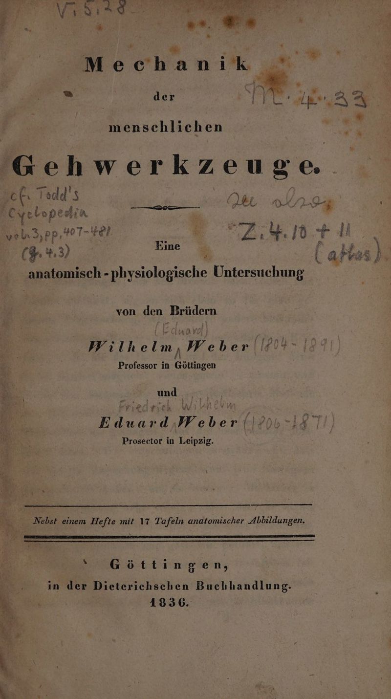 Mechanik = der menschlichen 'Gehwerkzeuge. ee Tade Bi Se C % Ri bo DE dr. PEIG AN, rg vol Sp r 2 +. Id 1; I ( 2 4.3, Eine 3 & at 3 | ekenich- physiologische Untersuchung von den, ‚Beiden Wilhe I. We ber’ ik!4- 15 Professor in Göttingen ” Ä BR und, . A ee Weber, BET 2 ER Prosector in Leipzig. . Nebst einem Hefte mit 17 Tafeln anatomischer Abbildungen. & .. “ Göttingen, Br. in der Dieterichschen Buchhandlung. \ ETSEREER 4836. FR u \