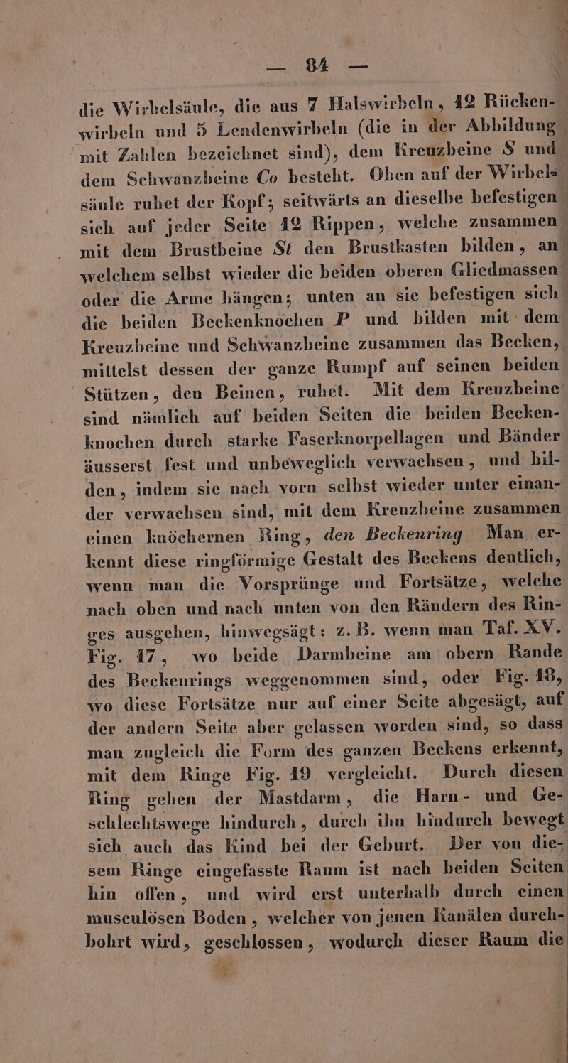 89 — | die Wirbelsäule, die aus 7 Halswirbeln, 42 Rücken- wirbeln und 5 Lendenwirbeln (die in der Abbildung mit Zahlen bezeichnet sind), dem Kreuzbeine $ und dem Schwanzbeine Co besteht. Oben auf der Wirbels säule ruhet der Kopf; seitwärts an dieselbe befestigen sich auf jeder Seite 12 Rippen, welche zusammen” mit dem Brustbeine St den Brustkasten bilden, an’ welchem selbst wieder die beiden oberen Gliedmassen oder die Arme hängen; unten an sie befestigen sich die beiden Beekenknochen P und bilden mit dem’ Kreuzbeine und Schwanzbeine zusammen das Becken, mittelst dessen der ganze Rumpf auf seinen beiden Stützen, den Beinen, ruhet. Mit dem Kreuzbeine‘ sind nämlich auf beiden Seiten die beiden Becken- knochen durch starke Faserknorpellagen und Bänder äusserst fest und unbeweglich verwachsen , und bil- den, indem sie nach vorn selbst wieder unter einan- der verwachsen sind, mit dem Kreuzbeine zusammen einen knöchernen Ring, den Beckenring Man er- kennt diese ringförmige Gestalt des Beckens deutlich, wenn man die Vorsprünge und Fortsätze, welche nach oben und nach unten von den Rändern des Rin- ges ausgehen, hinwegsägt: 2. B. wenn man Taf. XV. Fig. 17, wo beide Darmbeine am obern Rande des Beckenrings weggenommen sind, oder Fig. 18, wo diese Fortsätze nur auf einer Seite abgesägt, auf der andern Seite aber gelassen worden sind, so dass man zugleich die Form des ganzen Beckens erkennt, mit dem Ringe Fig. 19 vergleicht. Durch diesen Ring gehen der Mastdarm , die Harn - und Ge- schlechtswege hindurch, durch ihn hindurch bewegt sich auch das Kind bei der Geburt. Der von die- sem Ringe eingefasste Raum ist nach beiden Seiten hin offen, und wird erst unterhalb durch einen museulösen Boden , welcher von jenen Kanälen durch- bohrt wird, geschlossen, wodurch dieser Raum die .F ” B: E23