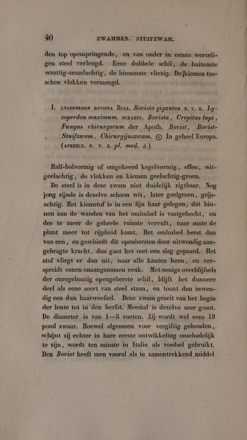 den top openspringende, en van onder in eenen worteli- gen steel verlengd. Eene dubbele schil, de buitenste wrattig-zemelachtig, de binnenste vliezig. De kiemen tus- schen vlokken vermengd. 1. rycorermon vovisra Burr. Bovista gigantea s.v. zr. Ly- coperdon mavùmum. scuarrr. Bovista, Crepitus lupi, Fungus chirurgorum der Apoth. Bovist, Bovist- Stwifzwam . Chirurgijnszwam. © In geheel Europa. (armen. N. Vv. E. pl. med. 4.) Half-bolvormig of omgekeerd kegelvormig ‚ effen, wit- geelachtig , de vlokken en kiemen geelachtig-groen. De steel is in deze zwam niet duidelijk zigtbaar. Nog jong zijnde is dezelve schoon wit, later geelgroen, grijs- achtig. Het kiemstof is in een fijn haar gelegen, dat bin- nen aan de wanden van het omhulsel is vastgehecht, en des te meer de geheele ruimte vervult, naar mate de plant meer tot rijpheid komt. Het omhulsel berst dan van een , en geschiedt dit openbersten door uitwendig aan- gebragte kracht, dan gaat het met een slag gepaard. Het stof vliegt er dan uit, naar alle kanten heen, en ver- spreidt eenen onaangenamen reuk. Met eenige overblijfsels der onregelmatig opengeberste schil, blijft het dunnere deel als eene soort van steel staan, en toont dan inwen- dig een dun haarweefsel. Deze zwam groeit van het begin der lente tot in den herfst. Meestal is dezelve zeer groot. De diameter is van 1—ö voeten. Zij wordt wel eens 18 pond zwaar. Hoewel algemeen voor vergiftig gehouden, schijnt zij echter in hare eerste ontwikkeling onschadelijk te zijn, wordt ten minste in Italie als voedsel gebruikt. Den Bovist heeft men vooral als te zamentrekkend middel