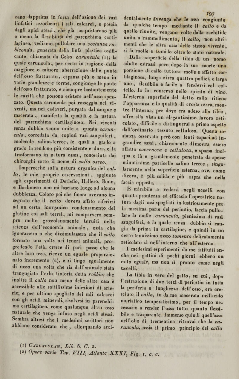 linfatici assorbenti i sali calcarei, e poscia dagli apici stessi , che già acquistarono più o meno la flessibilità del parenchima carti¬ lagineo, vediamo pullulare una sostanza ru¬ biconda, generata dalla linfa piasiica ossifi¬ cante chiamata da Celso caruncula (i); la quale caruncula, per certo in ragione della maggiore o minore aberrazione delle punte dell’osso fratturato, espansa più o meno in varie grandezze e forme, congiunge le punte dell’osso fratturato, e ricuopre bastantemente le cavità che possono esistere nell’osso spez¬ zato. Questa caruncula poi rosseggia nei vi¬ venti, ma nei cadaveri, purgata dal sangue e macerata , manifesta la qualità e la natura del parenchima cartilaginoso. Nei viventi senza dubbio vanno unite a questa carun¬ cula, corredata «la copiosi vasi sanguiferi , molecole salino-terree, le quali a grado a grado la rendono più consistente e dura, e la trasformano in natura ossea, conosciuta dai chirurghi sotto il noine di callo osseo. Imperocché sulla natura organica del cal¬ lo , le mie proprie osservazioni , aggiunte agli esperimenti di Detlefio, Ballerò, Bonn, e Boehmero non mi lasciano luogo ad alcuna dubbiezza. Coloro poi che finora avevano in¬ segnato che il callo doveva affato riferirsi ad un certo inorganico condensamento del glutine coi sali terrei, mi comparvero sem¬ pre molto grossolanamente istruiti nella scienza dell’economia animale , ossia che ignorassero o che dissimulassero che il callo formalo una volta nei teneri animali, pro¬ gredendo l’età, cresce di pari passo che le altre loro ossa, riceve un eguale proporzio¬ nato incremento (2), e si tinge egualmente di rosso una volta che sia dall’animale stata trangugiata l’erba tintoria delta robbia; che inoltre il callo non meno delle altre ossa è accessibile alle sottilissime iniezioni di arte¬ rie; e per ultimo spogliato dei sali calcarei con gli acidi minerali, risolvesi in parenchi¬ ma cartilagineo, come qualunque altro osso naturale che venga infuso negli acidi stessi. Sembra altresì che i medesimi scrittori non abbiano considerato che , allorquando acci¬ dentalmente Avvenga che le ossa congiunte da qualche tempo mediante il callo e da quello riunite, vengano colte dalla rachitide unita a rammollimento, il callo, non altri¬ menti che le altre ossa dello stesso vivente, si fa molle e tumido oltre lo stato naturale. Dalla superficie della tibia di un uomo adulto estrassi poco dopo la sua morte una porzione di callo tuttora molle e affatto car¬ tilaginoso, lunga circa quattro pollici, e larga uno , flessibile e facile a fendersi col col¬ tello. Io lo conservo nello spirito di vino. L’esterna superficie del detto callo ritiene 1 apparenza e la qualità di crosta ossea, men¬ tre l’interna, per dove era adeso alla tibia , offre alla vista un elegantissimo lavoro reti¬ colato, difficile a distinguersi a primo aspetto dall’ordinario tessuto celluloso. Questa so¬ stanza osservata però con lenti capaci ad in¬ grandire assai, chiaramente dimostra essere aflilto cavernosa e cellulosa, e sparsa inol- qua e là e grandemente penetrala da spesse minutissime particelle salino terree , singo¬ larmente nella superficie esterna, ove, come diceva, è piu solida e piu aspra che nella faccia opposta. È mirabile a vedersi negli uccelli con quanta prontezza ed efficacia l’operatrice na¬ tura dagli ossi spogliati industriosamente per la massima parte del periostio, faccia pullu¬ lare la molle caruncula, pienissima di vasi sanguiferi, e la quale senza dubbio si can¬ gia da prima in cartilagine, e quindi in un certo tenuissimo osseo tomento delicatamente reticolato sì nell’interno che all’esterno. I medesimi esperimenti da me istituiti an¬ che nei gattini di pochi giorni ebbero un esito eguale, ma non sì pronto come negli uccelli. La tibia in vero del gatto, sa cui, dopo l1 2 estrazione di due terzi di periostio in tutta la periferia e lunghezza dell’osso, era cre¬ sciuto il callo, fu da me macerata nell’acido muriatico temperatissimo, per il tempo ne¬ cessario a render l'osso lutto quanto flessi¬ bile e trasparente. Immerso quindi quell’osso nell’olio di trementina ritrovai che la ca¬ runcula, ossia il primo principio del callo (1) CAnvNCULAM, Lib. 8. C. 2.